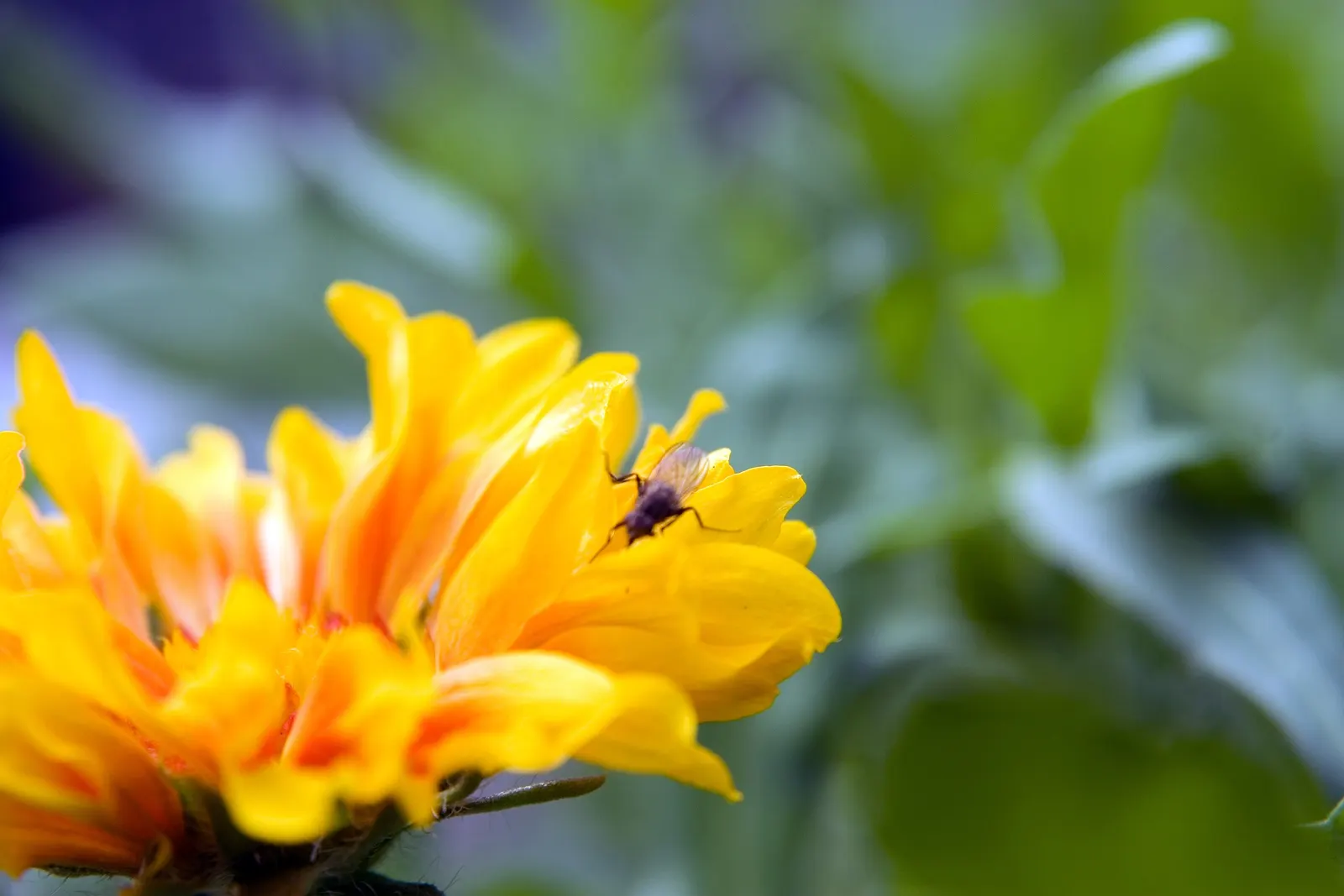 Perennial Blanket Flower (Gaillardia Aristata) — and ability to add a splash of enduring color to the garden with minimal maintenance; each bloom spans