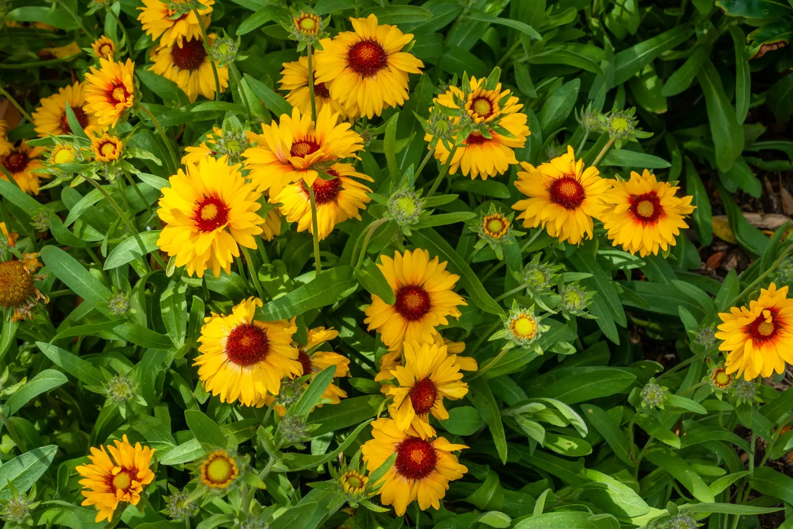 Perennial Blanket Flower (Gaillardia Aristata) — is a vibrant and hardy addition to any landscape design