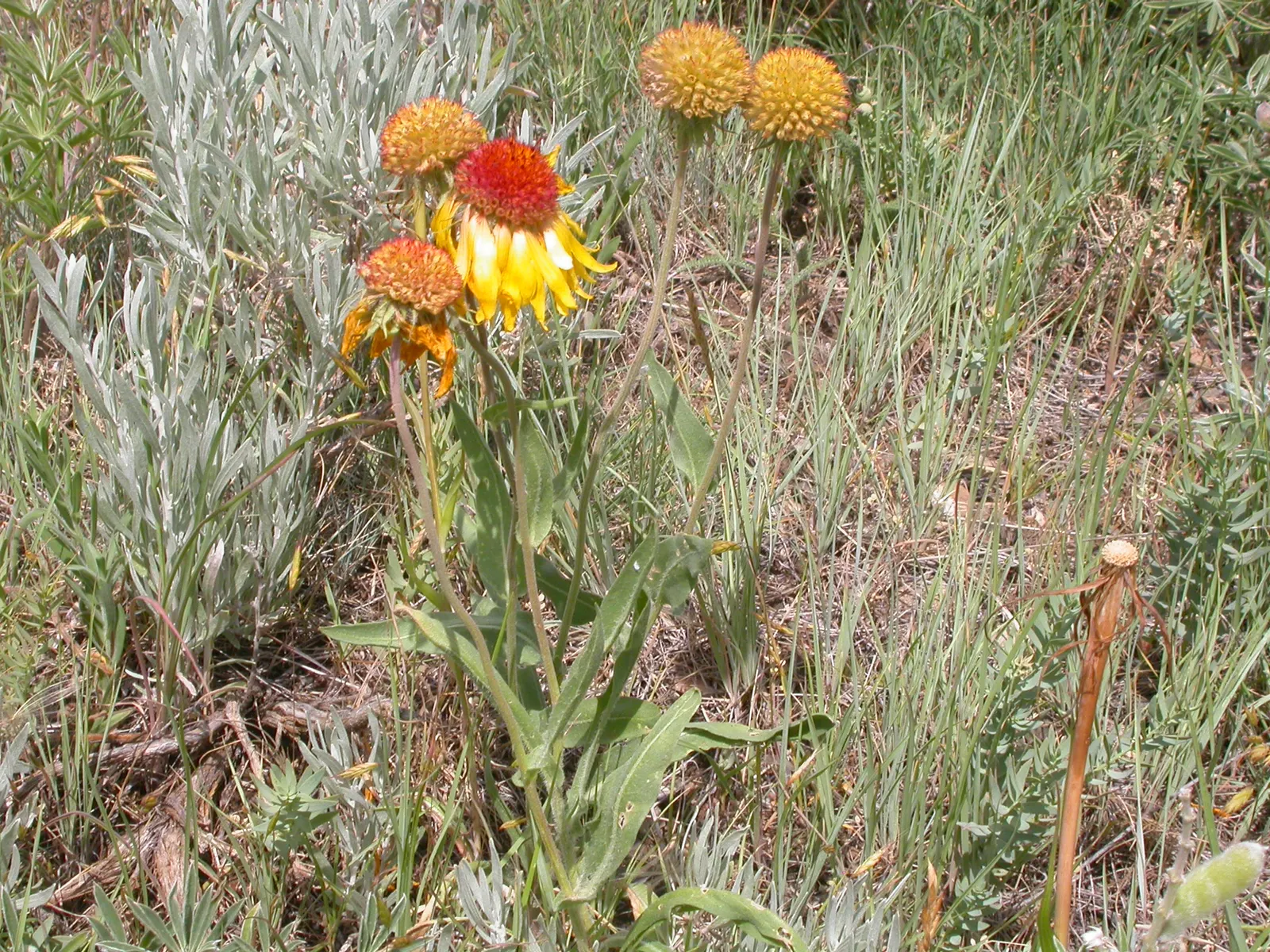 Perennial Blanket Flower (Gaillardia Aristata) — Drought tolerant once established, it is ideal for xeriscaping and attracts bees and butterflies