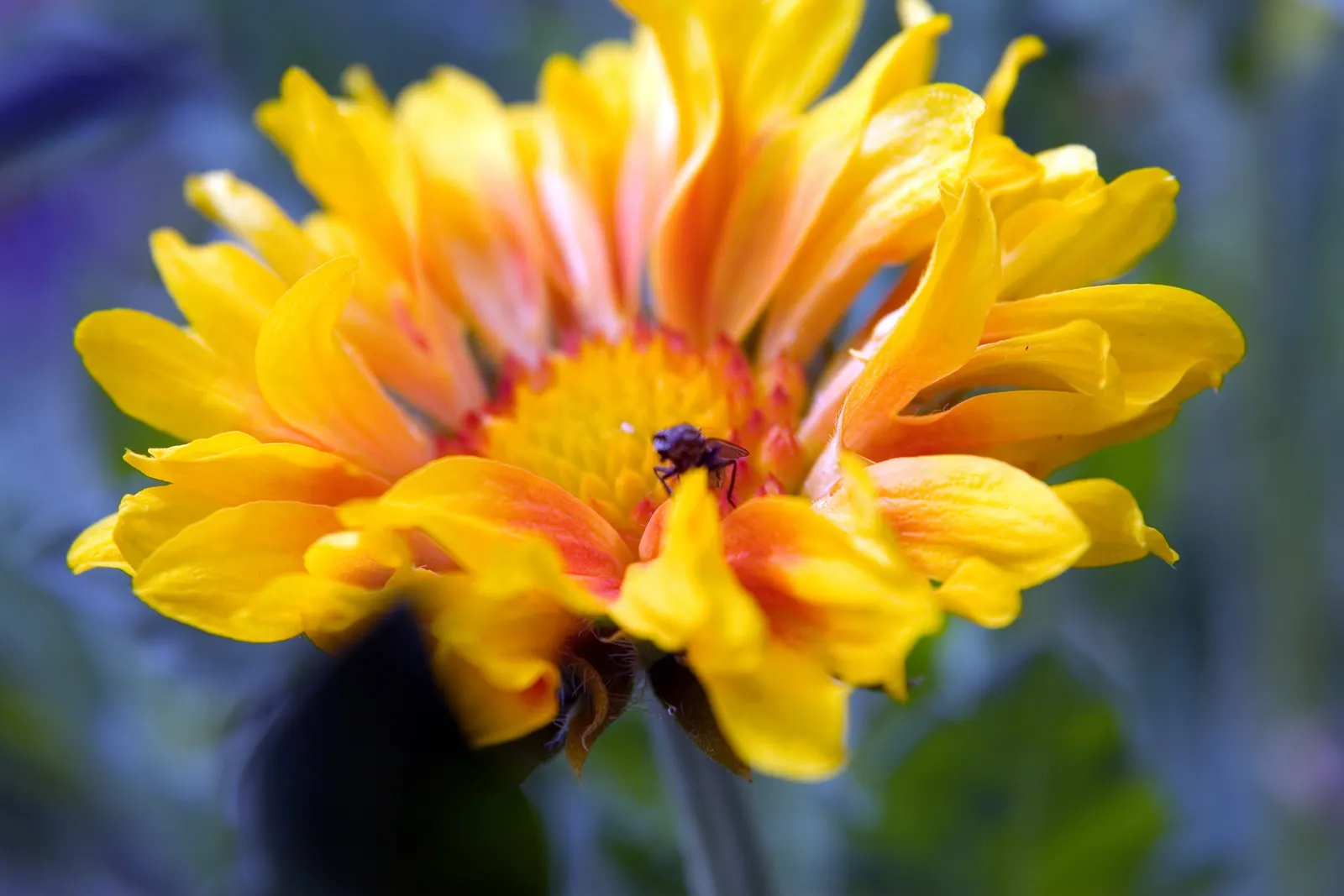 Perennial Blanket Flower (Gaillardia Aristata) — Native to the central United States; this sun-loving perennial is noted for its long blooming, image 52