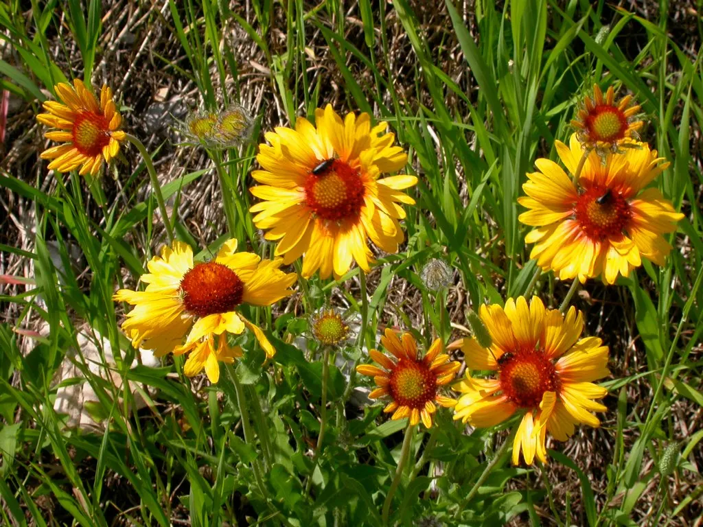 Perennial Blanket Flower (Gaillardia Aristata) — this sun-loving perennial is noted for its long blooming period