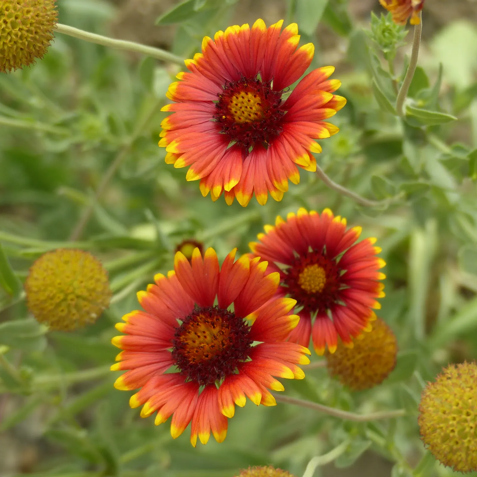 Perennial Blanket Flower (Gaillardia Aristata) — or as a colorful ground cover