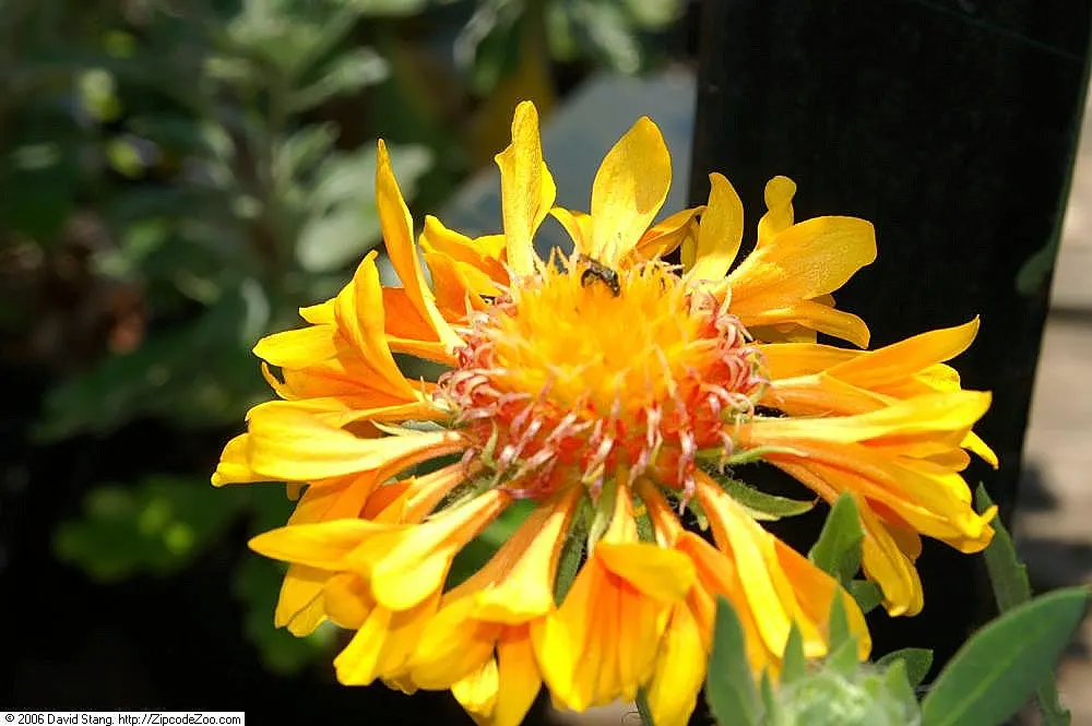 Perennial Blanket Flower (Gaillardia Aristata) — multi-colored and red and yellow flowers in the garden; drought tolerant once established, it is ideal for