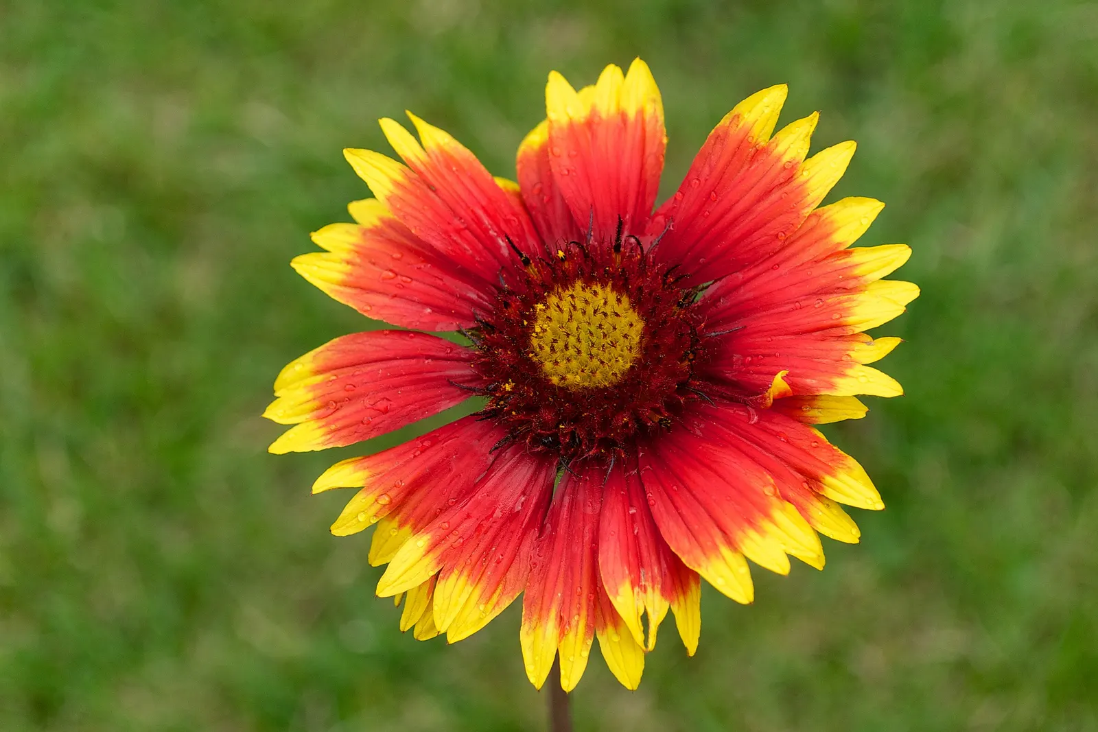 Perennial Blanket Flower (Gaillardia Aristata) — resembling the warm colors of a desert sunset