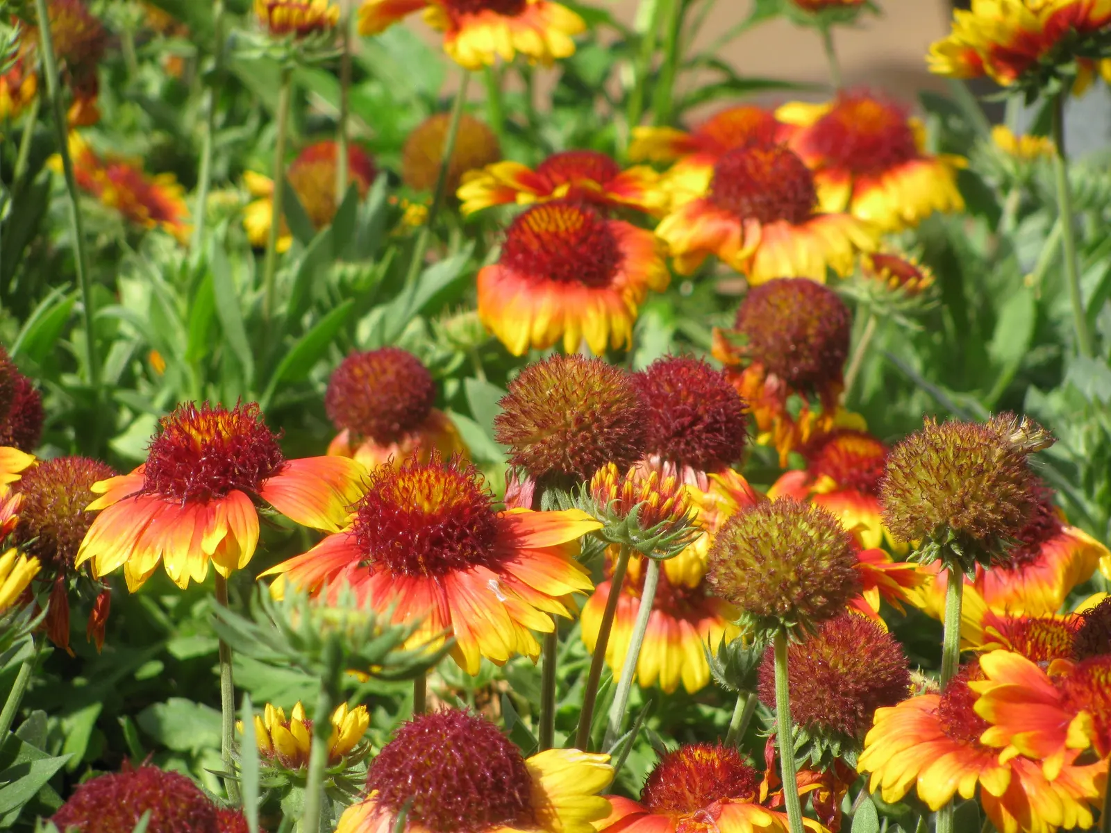 Perennial Blanket Flower (Gaillardia Aristata) — multi-colored and red and yellow flowers in the garden