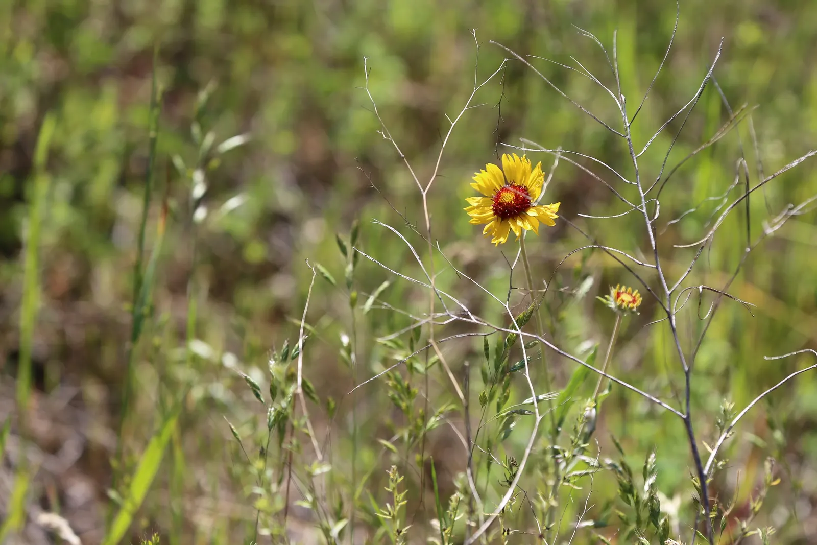 Perennial Blanket Flower (Gaillardia Aristata) — providing a bold splash of color from early summer to fall