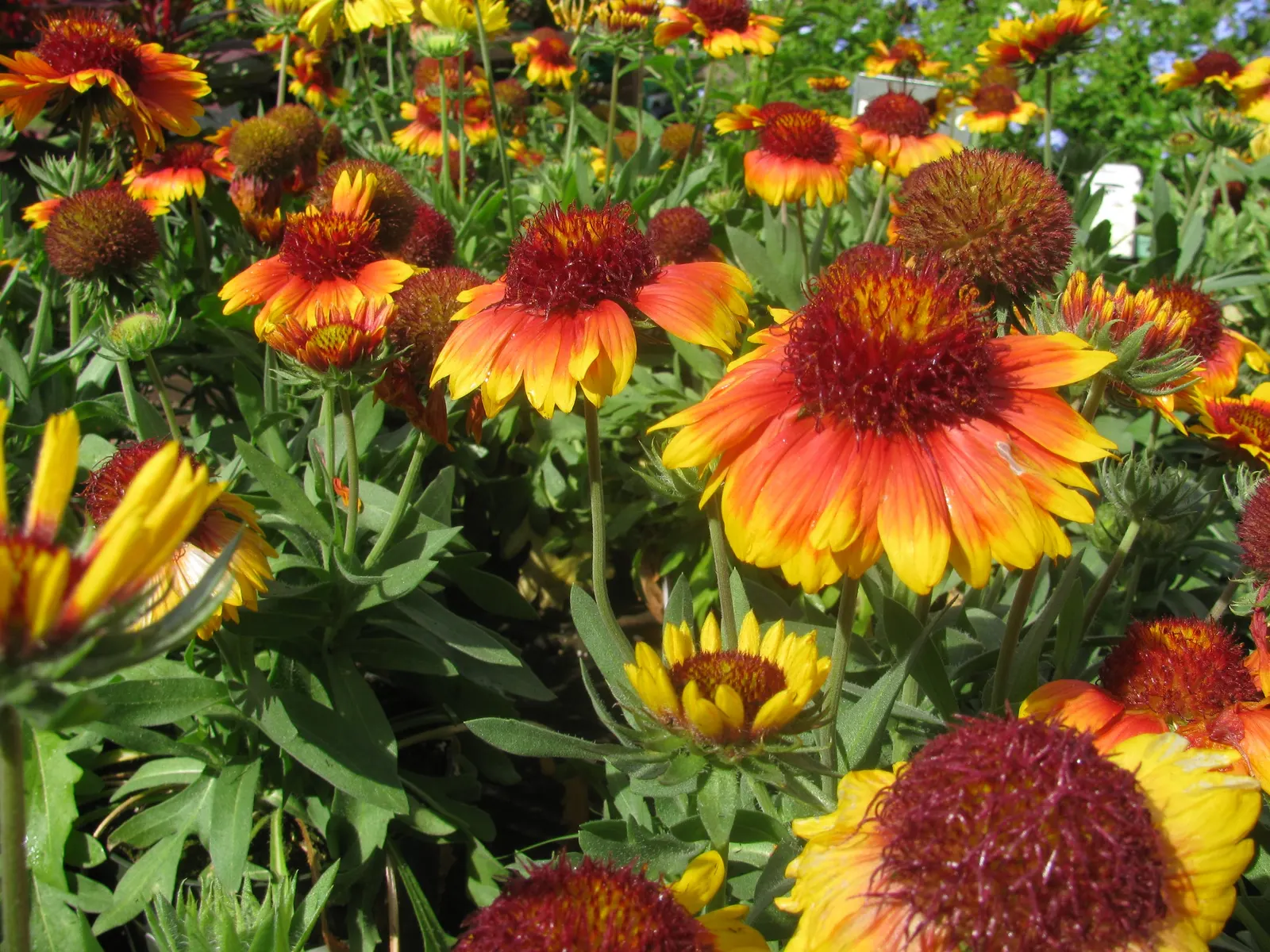 Perennial Blanket Flower (Gaillardia Aristata) — perennial with multi-colored and red and yellow blooms