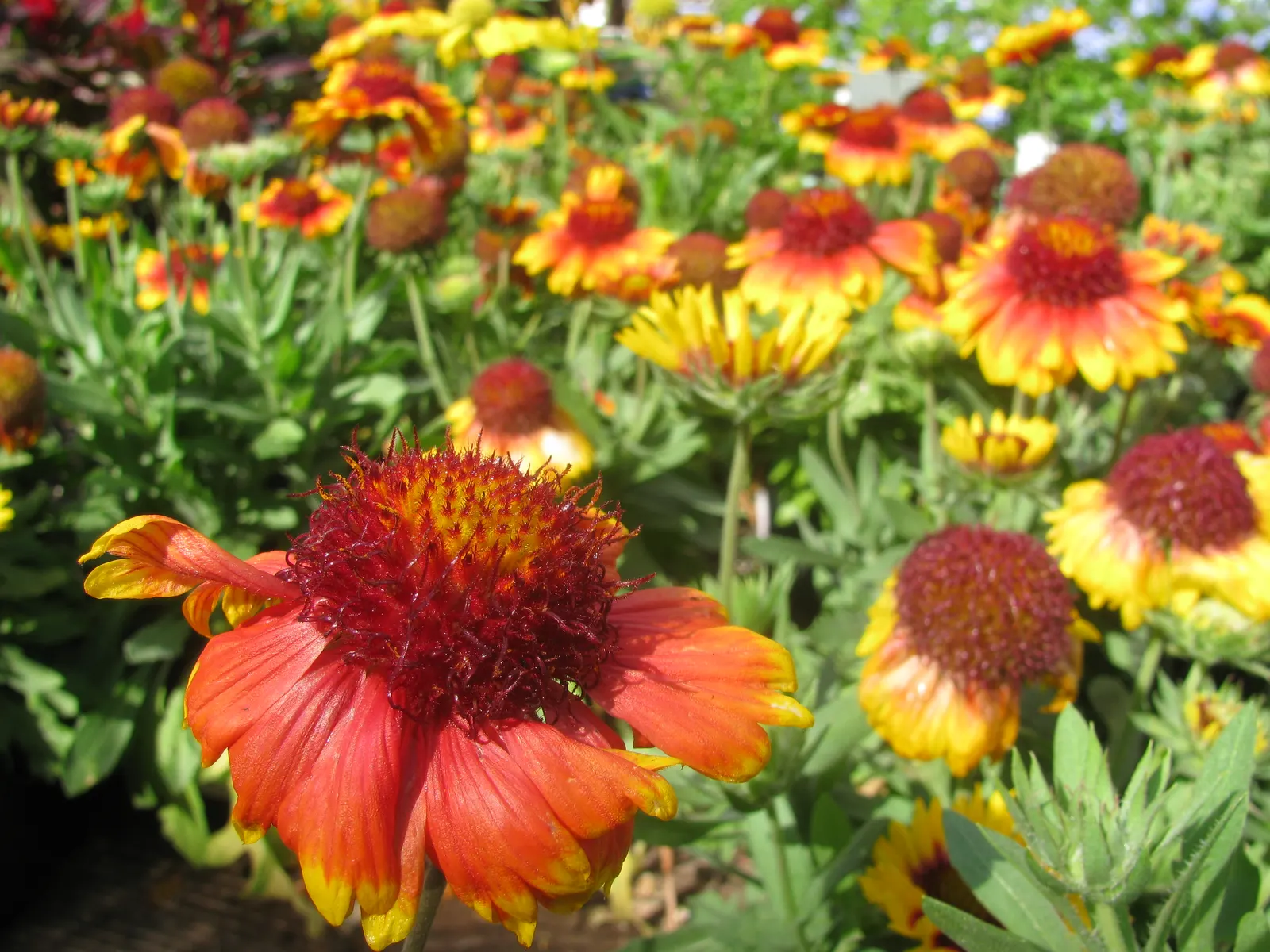 Perennial Blanket Flower (Gaillardia Aristata) — its flowers are irresistible to pollinators such as bees and butterflies