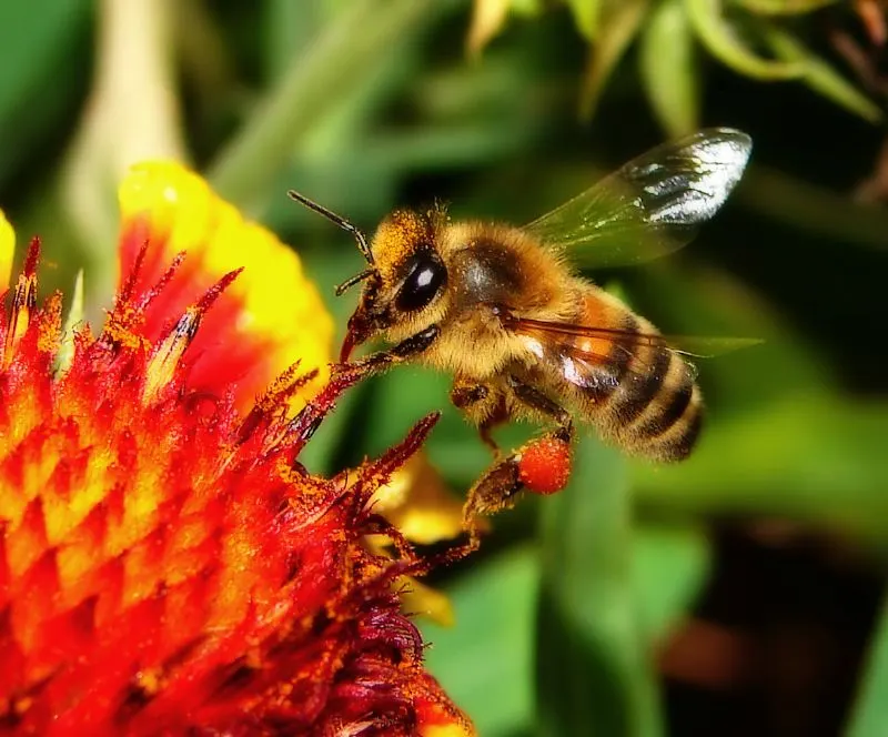 Perennial Blanket Flower (Gaillardia Aristata) — showing remarkable drought tolerance once established - which is usually after the first growing season; is a
