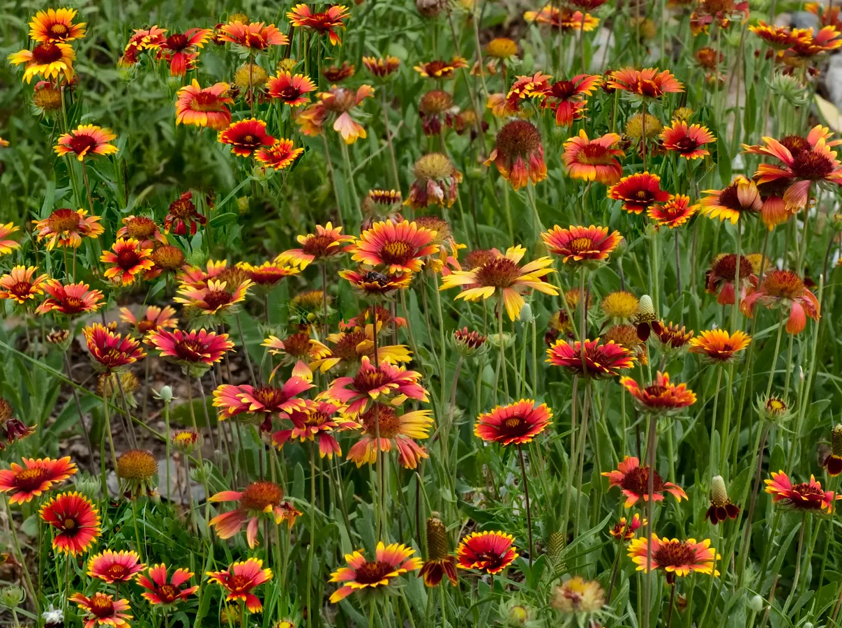 Perennial Blanket Flower (Gaillardia Aristata) — Drought tolerant once established, it is ideal for xeriscaping and attracts bees and butterflies; which