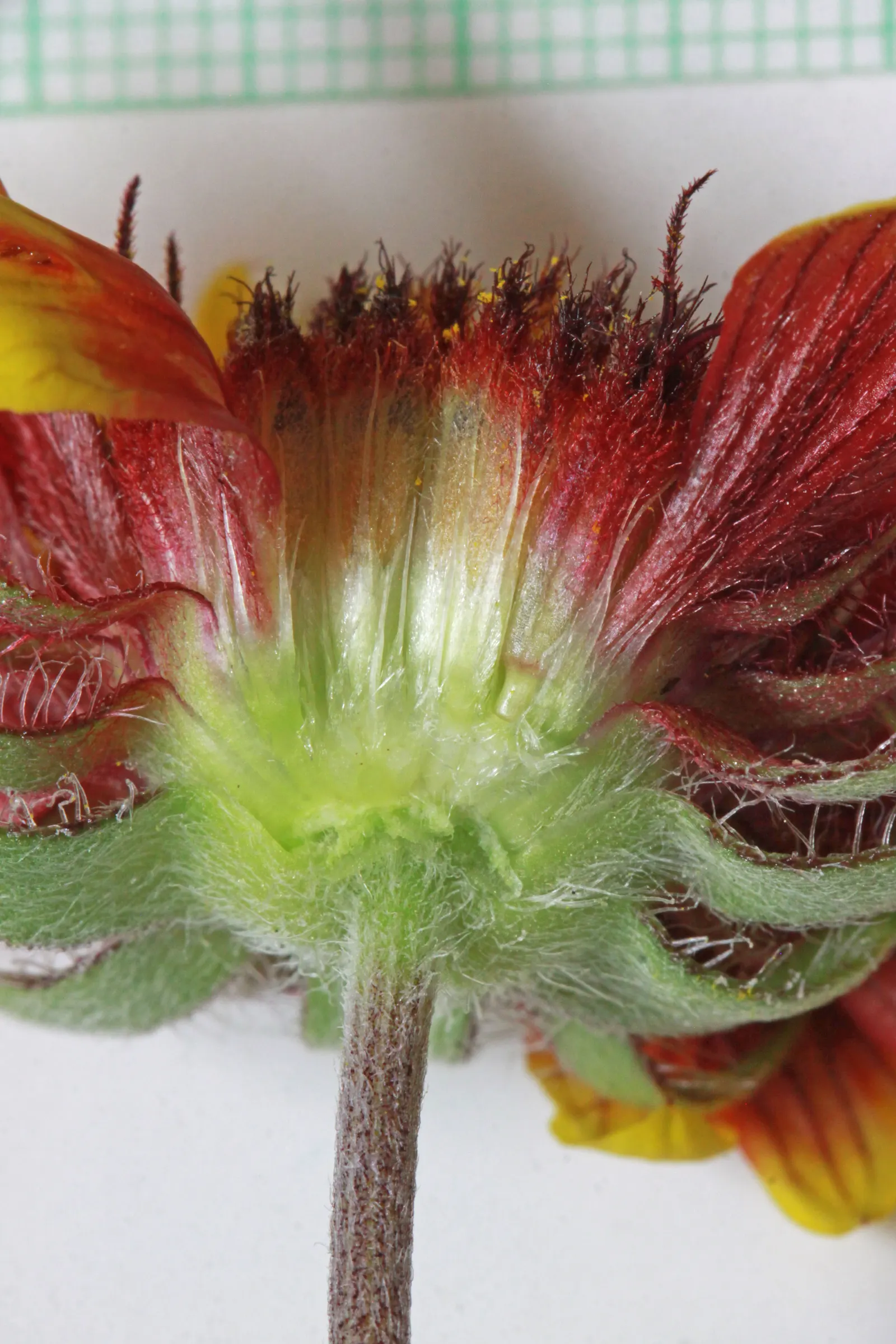 Perennial Blanket Flower (Gaillardia Aristata) — scientifically recognized as Gaillardia aristata