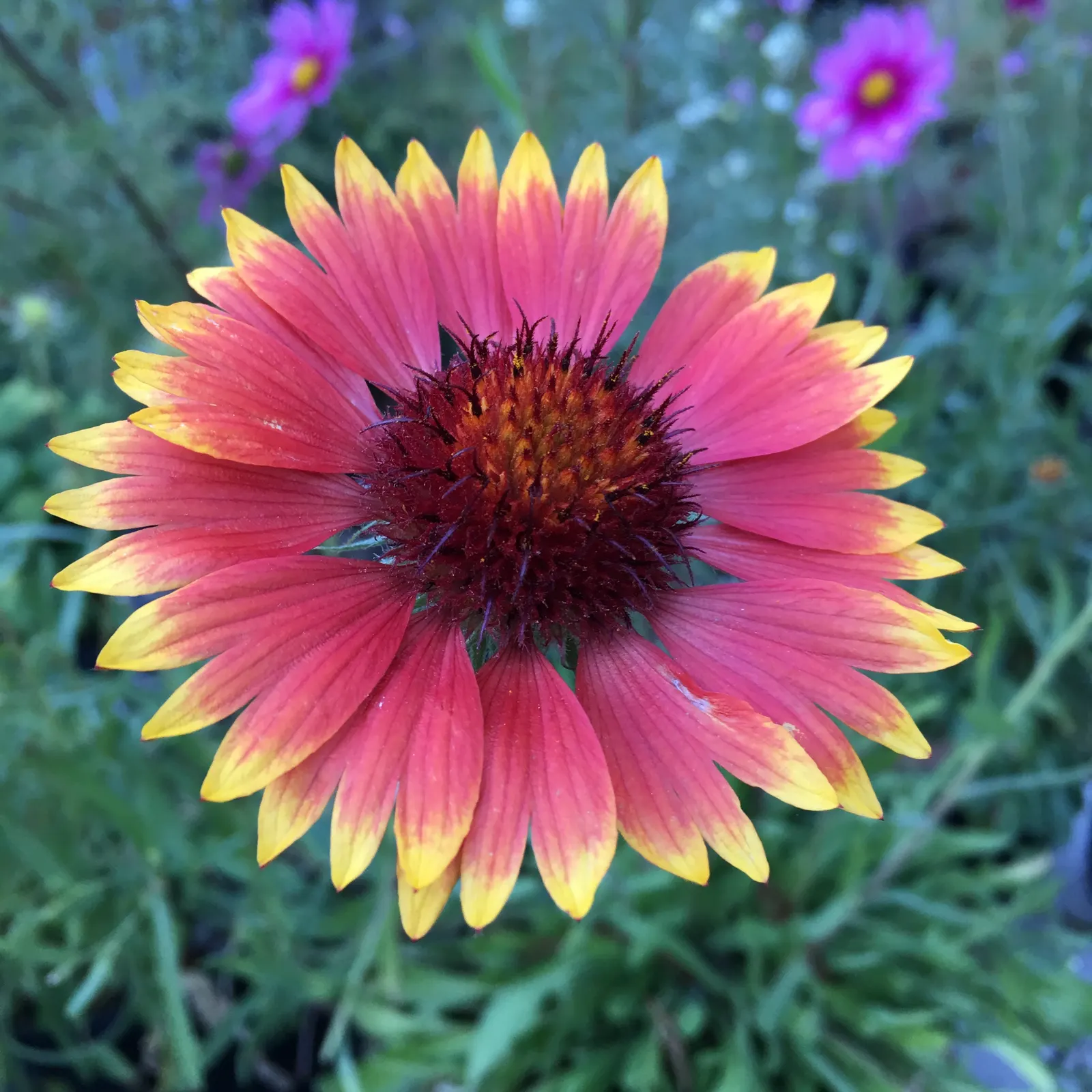 Perennial Blanket Flower (Gaillardia Aristata) — scientifically recognized as Gaillardia aristata; emphasize its ease of care, image 50