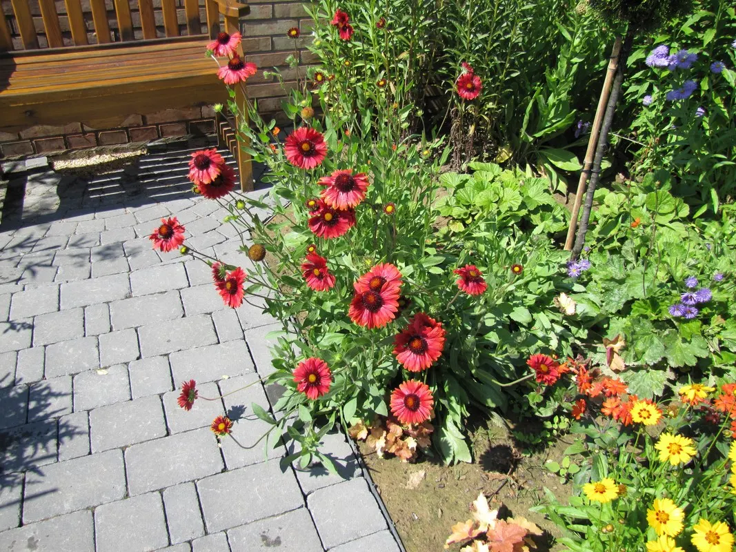 Perennial Blanket Flower (Gaillardia Aristata) — is a vibrant and hardy addition to any landscape design; this sun-loving plant thrives in zones, image 51