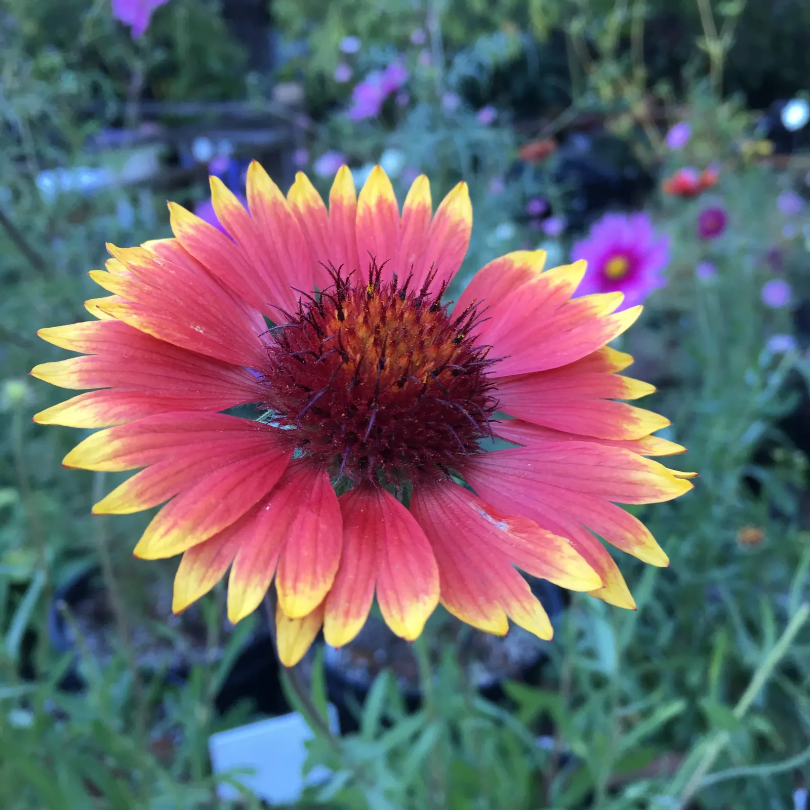 Perennial Blanket Flower (Gaillardia Aristata) — embodying the spirit of the natural prairie landscape; multi-colored and red and yellow flowers in the garden