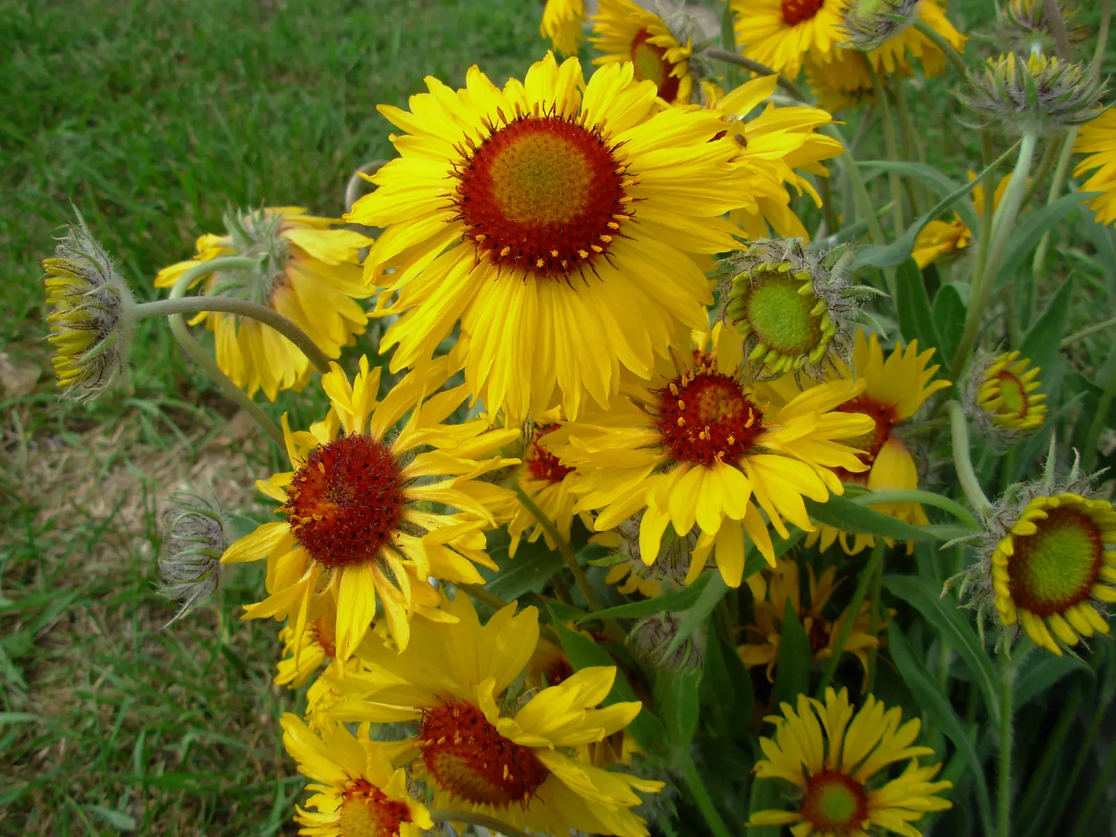 Perennial Blanket Flower (Gaillardia Aristata) — and ability to add a splash of enduring color to the garden with minimal maintenance; each bloom, image 62