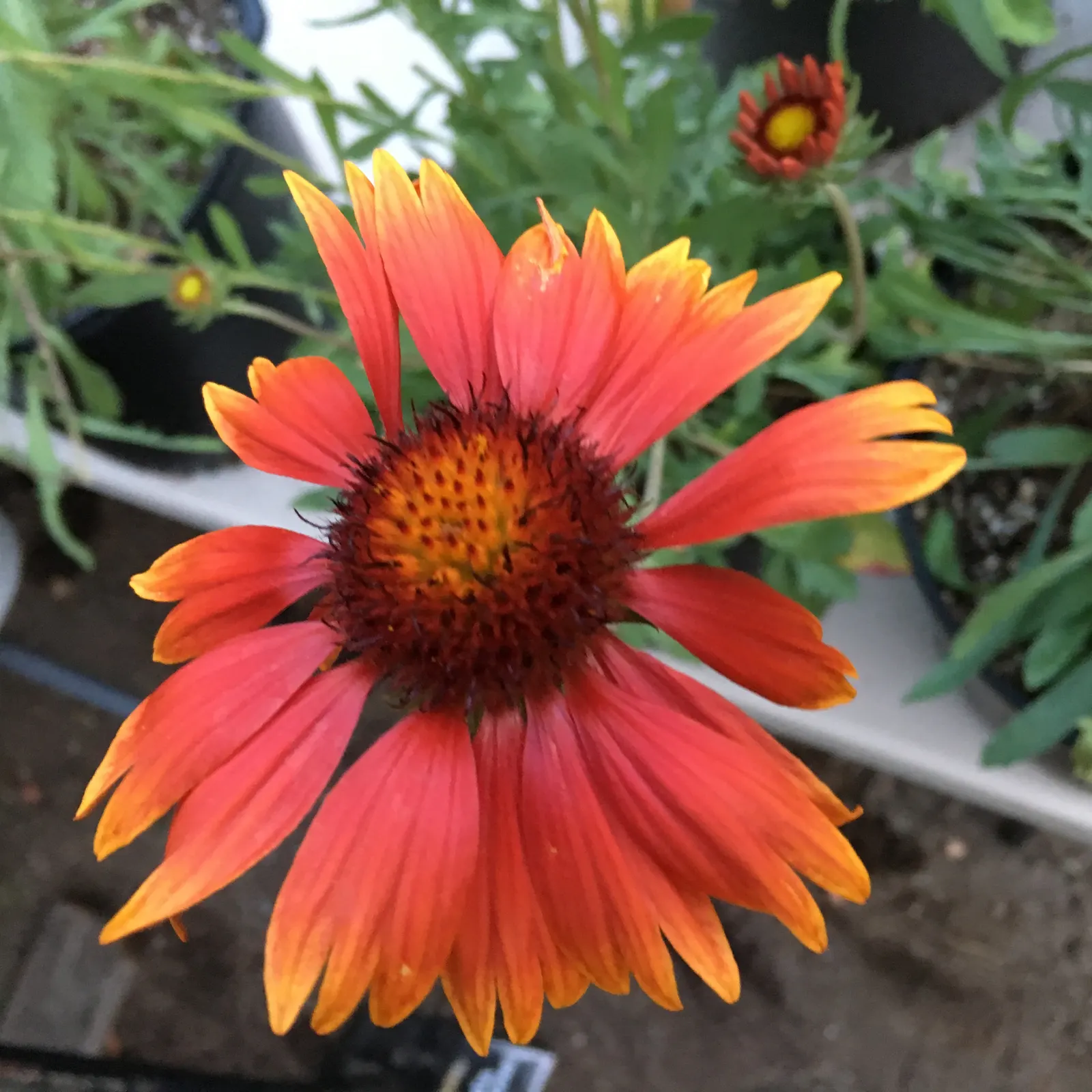 Perennial Blanket Flower (Gaillardia Aristata) — which typically extends from early summer to early fall