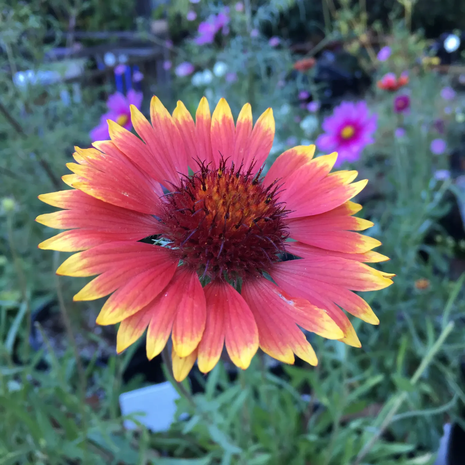 Perennial Blanket Flower (Gaillardia Aristata) — resembling the warm colors of a desert sunset; or as a colorful ground cover, image 56
