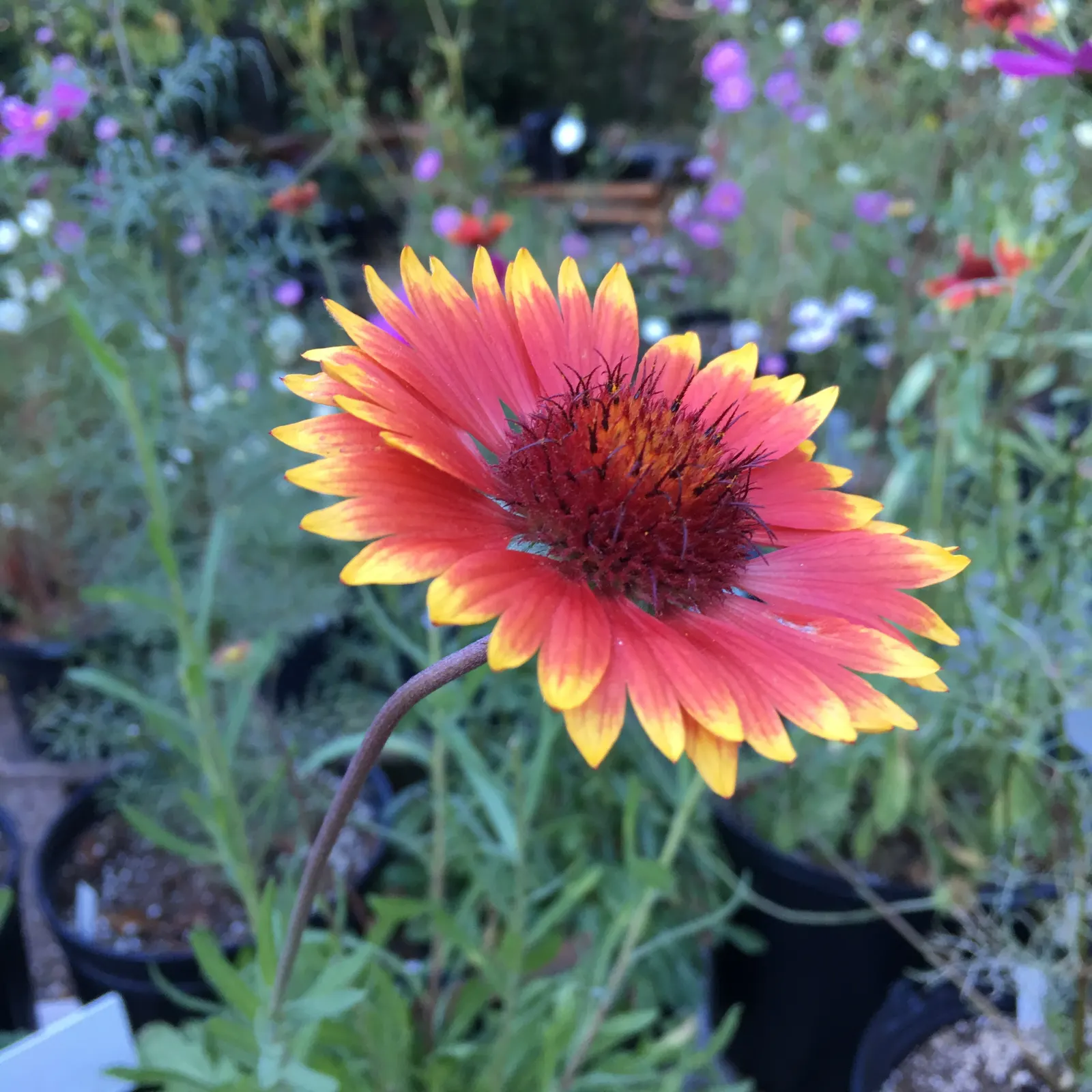 Perennial Blanket Flower (Gaillardia Aristata) — Native to the central United States