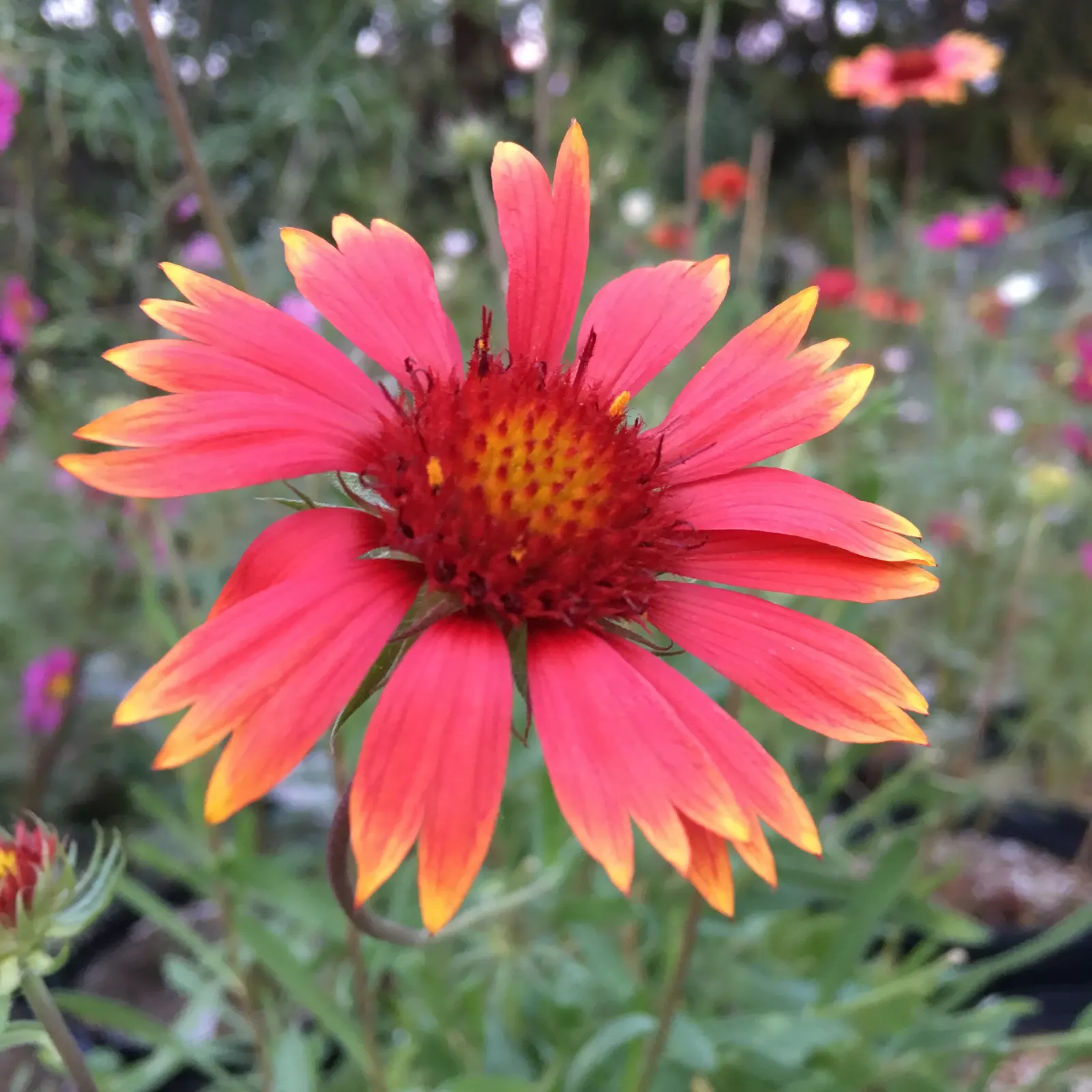 Perennial Blanket Flower (Gaillardia Aristata) — perennial with multi-colored and red and yellow blooms; resembling the warm colors of a desert sunset
