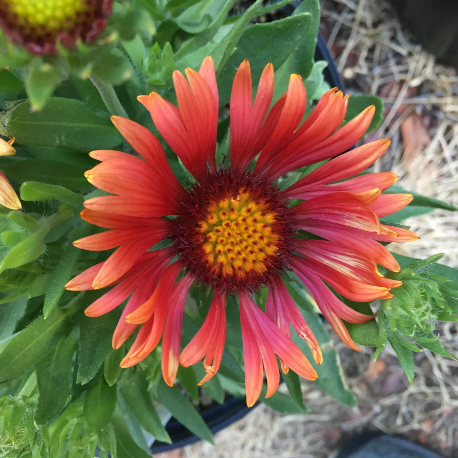 Perennial Blanket Flower (Gaillardia Aristata) — providing a bold splash of color from early summer to fall; its showy red and yellow bicolored, image 48