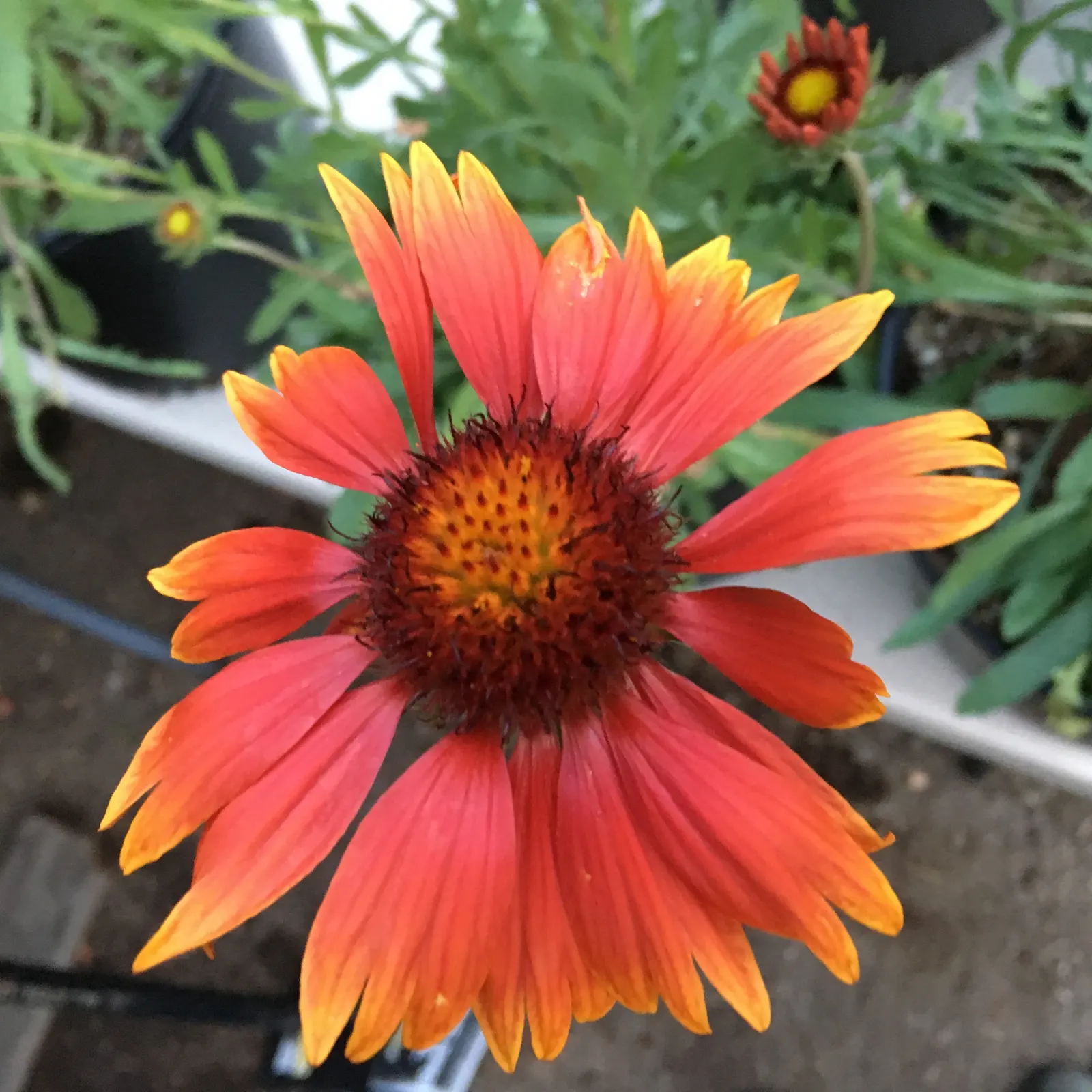 Perennial Blanket Flower (Gaillardia Aristata) — embodying the spirit of the natural prairie landscape