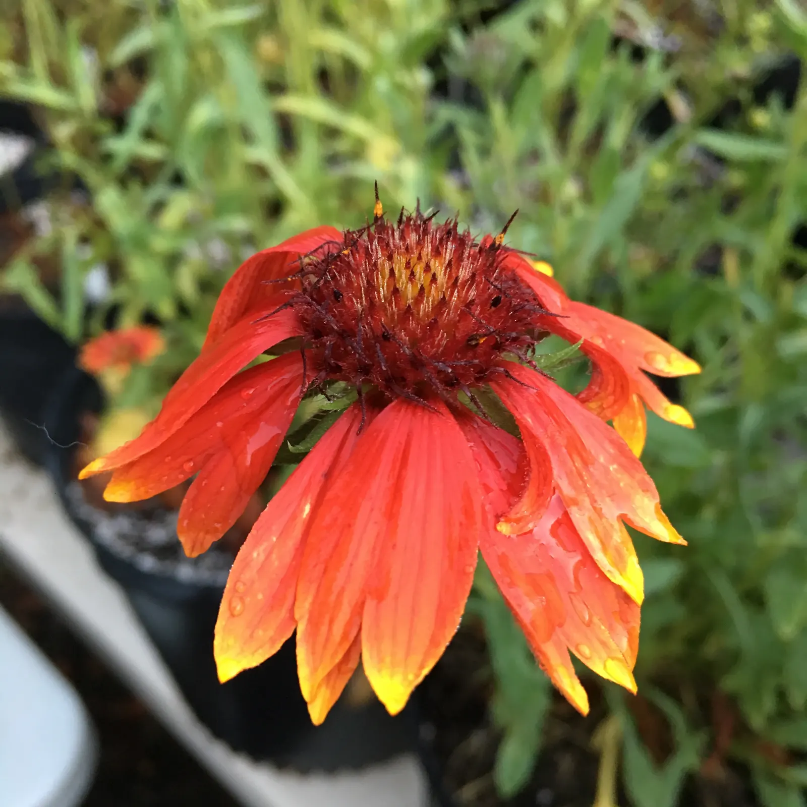 Perennial Blanket Flower (Gaillardia Aristata) — Each bloom spans approximately 2 to 3 inches across
