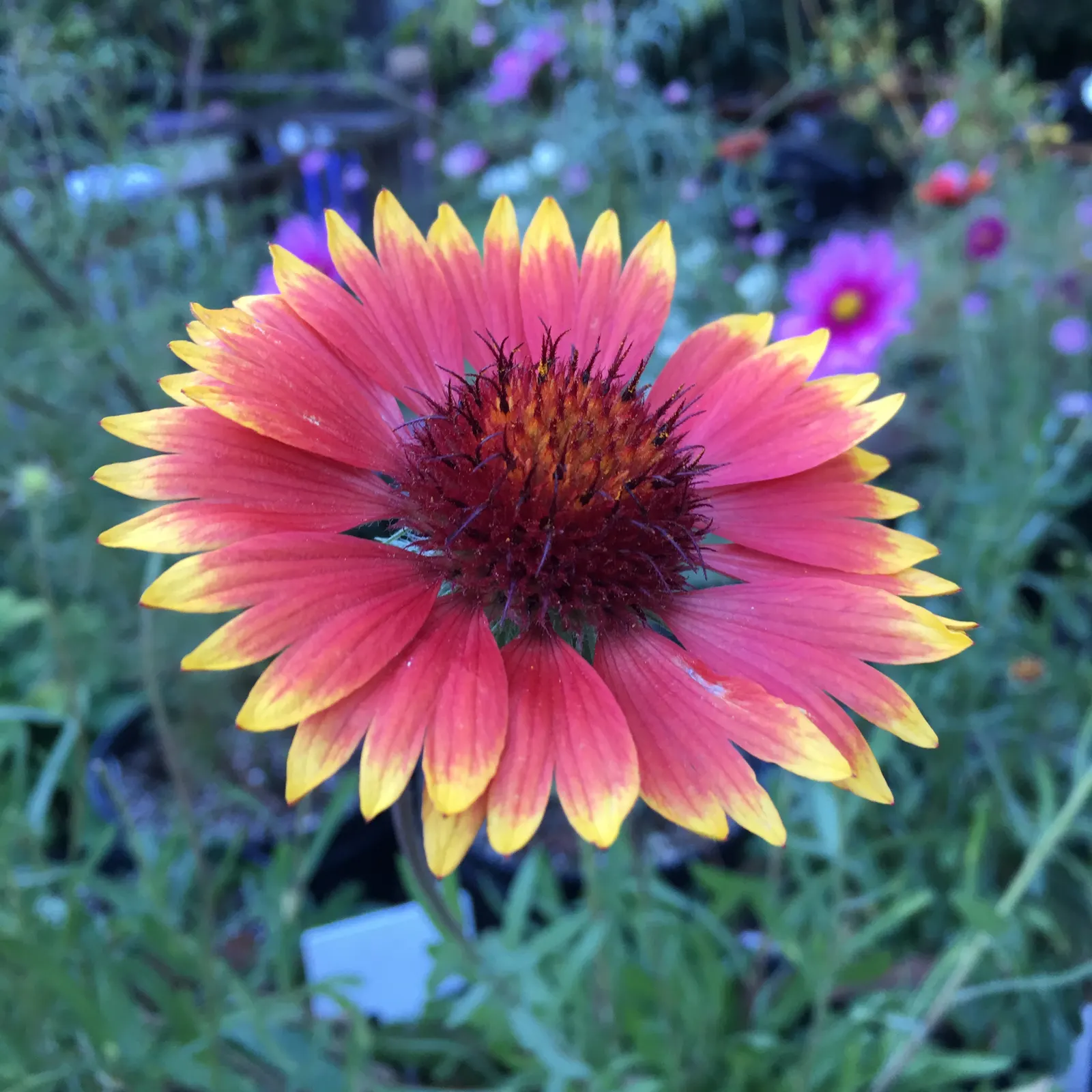 Perennial Blanket Flower (Gaillardia Aristata) — or as a colorful ground cover; showing remarkable drought tolerance once established - which is, image 59
