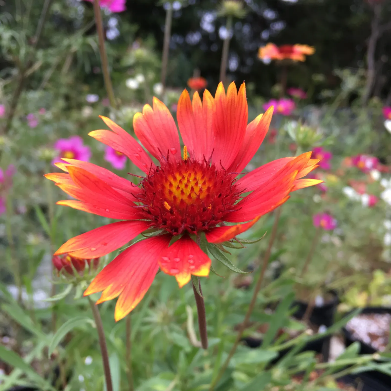 Perennial Blanket Flower (Gaillardia Aristata) — this sun-loving perennial is noted for its long blooming period; its flowers are irresistible to, image 53