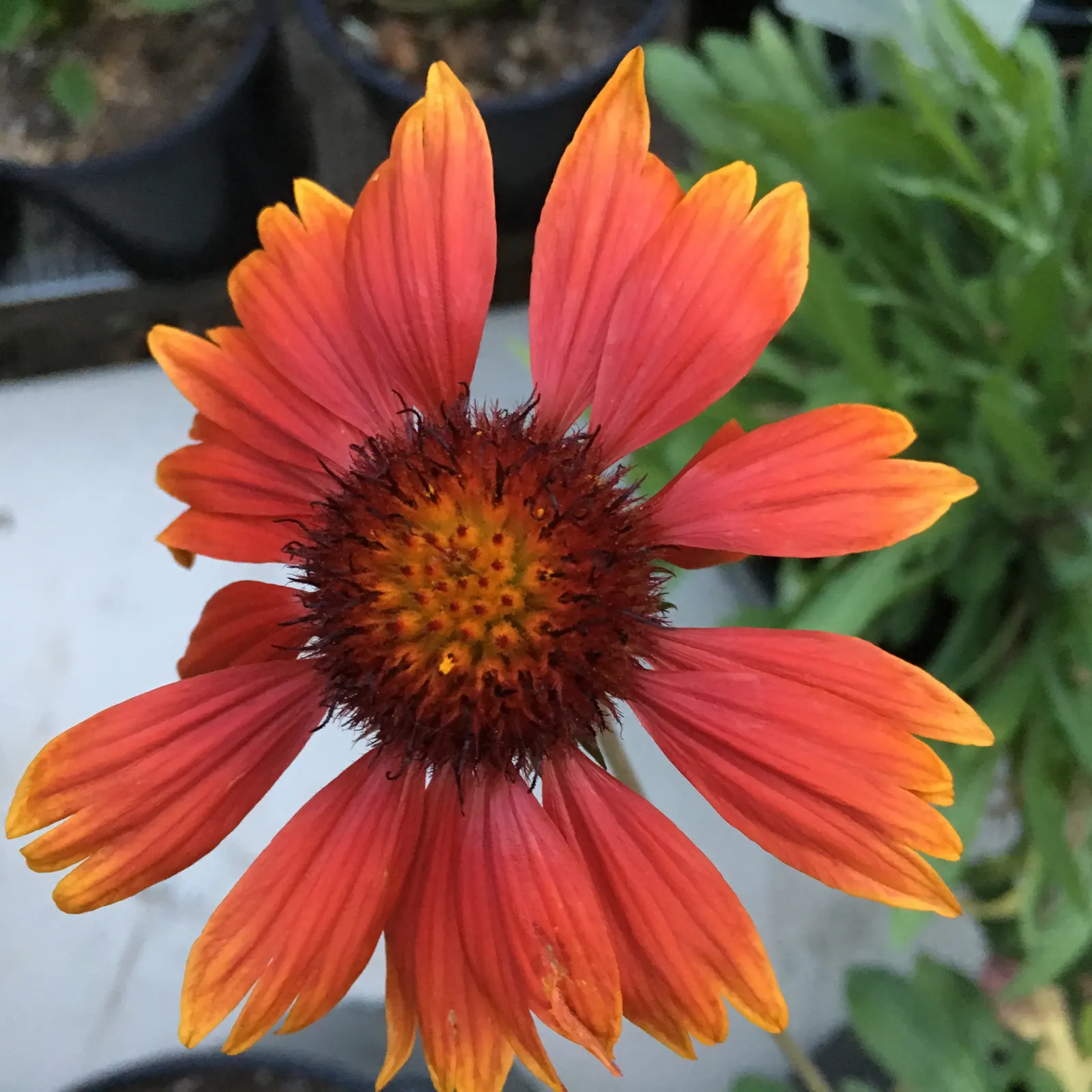 Perennial Blanket Flower (Gaillardia Aristata) — perennial for full