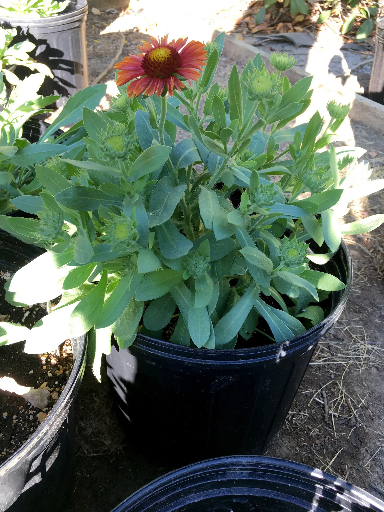 Perennial Blanket Flower (Gaillardia Aristata) — this sun-loving perennial is noted for its long blooming period; its flowers are irresistible to pollinators