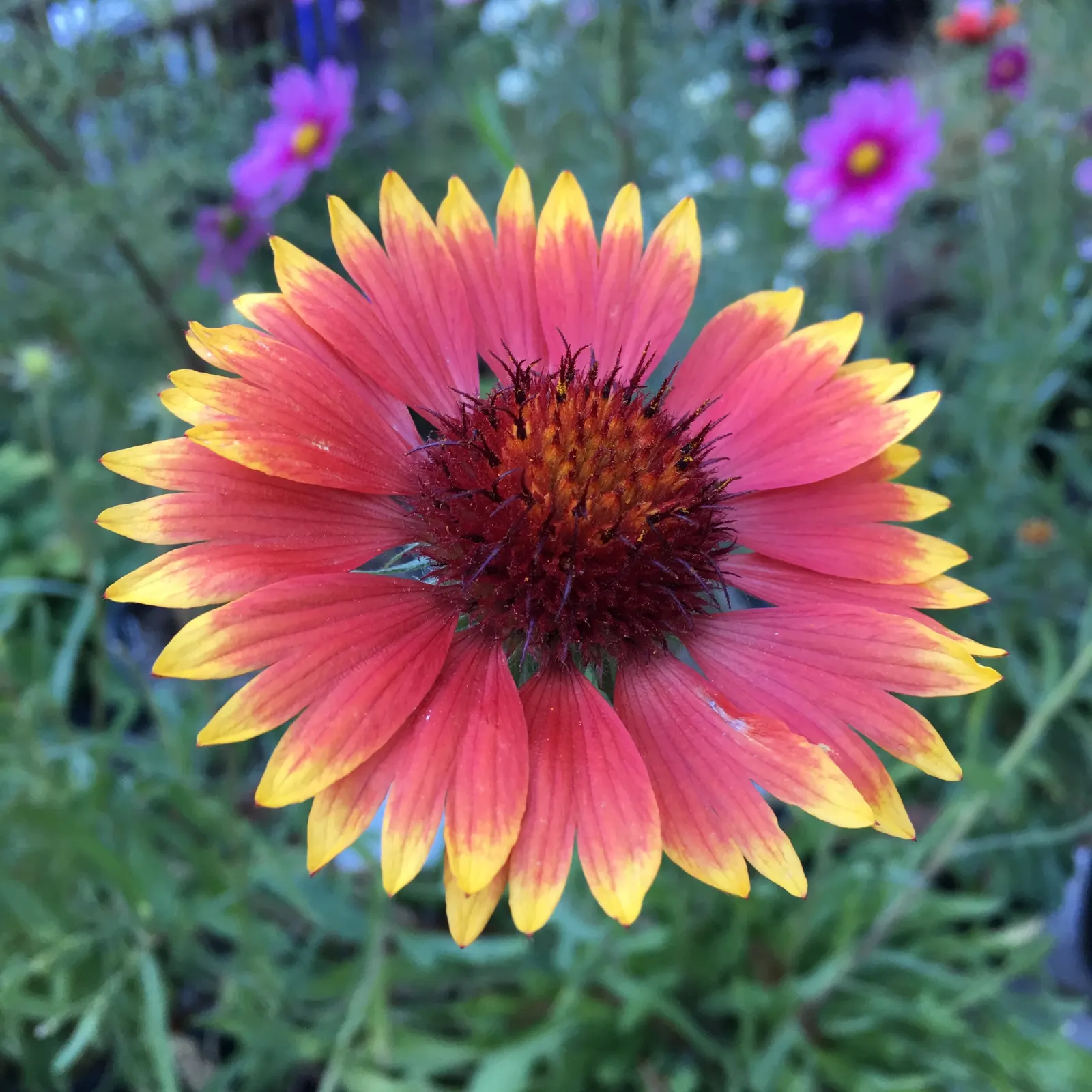 Perennial Blanket Flower (Gaillardia Aristata) — resembling the warm colors of a desert sunset; or as a colorful ground cover