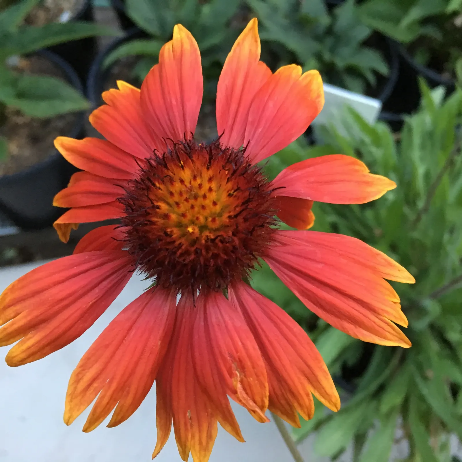 Perennial Blanket Flower (Gaillardia Aristata) — providing a bold splash of color from early summer to fall; its showy red and yellow bicolored blooms span 3-4