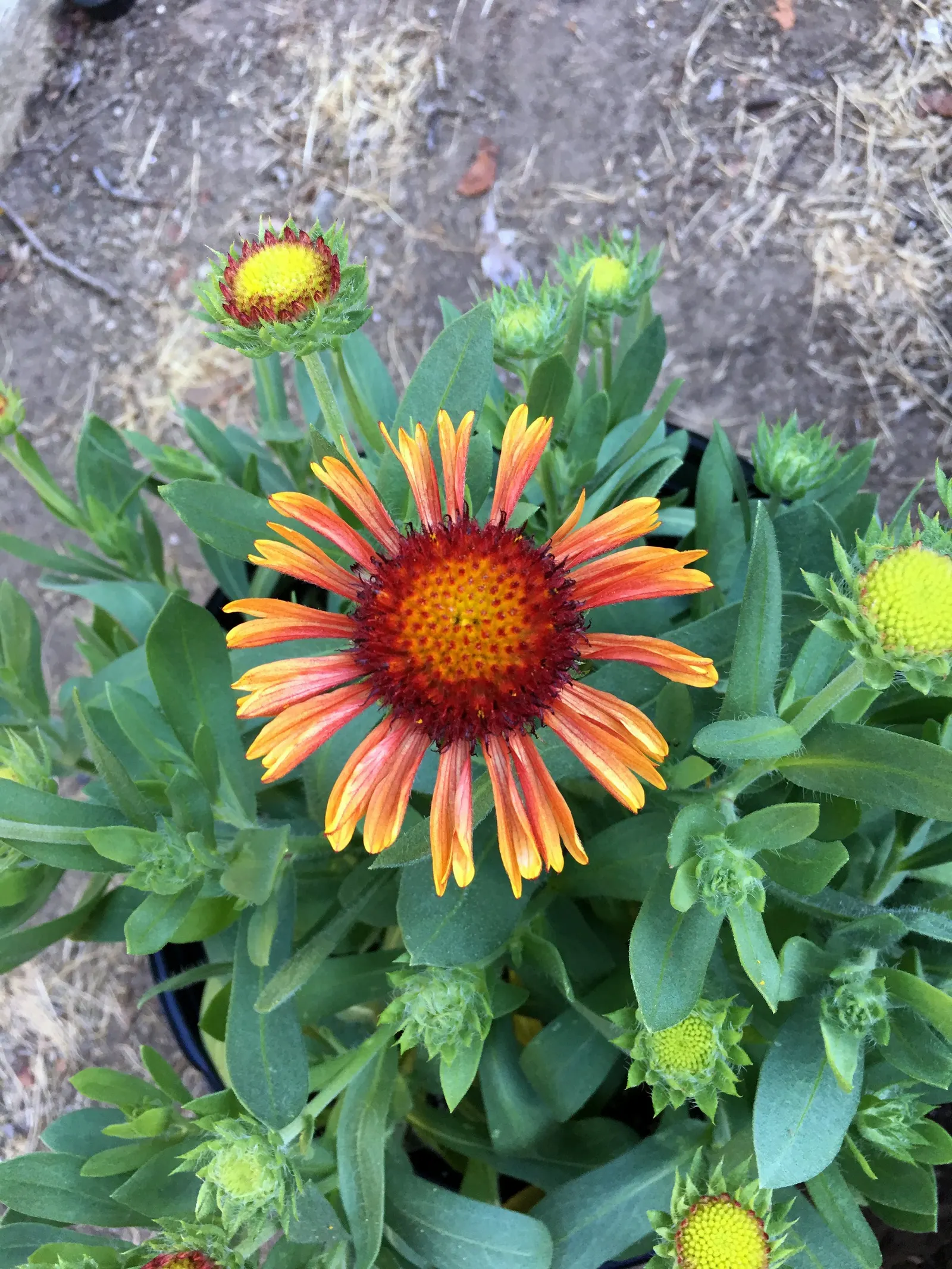 Perennial Blanket Flower (Gaillardia Aristata) — its flowers are irresistible to pollinators such as bees and butterflies; perennial with multi-colored and red