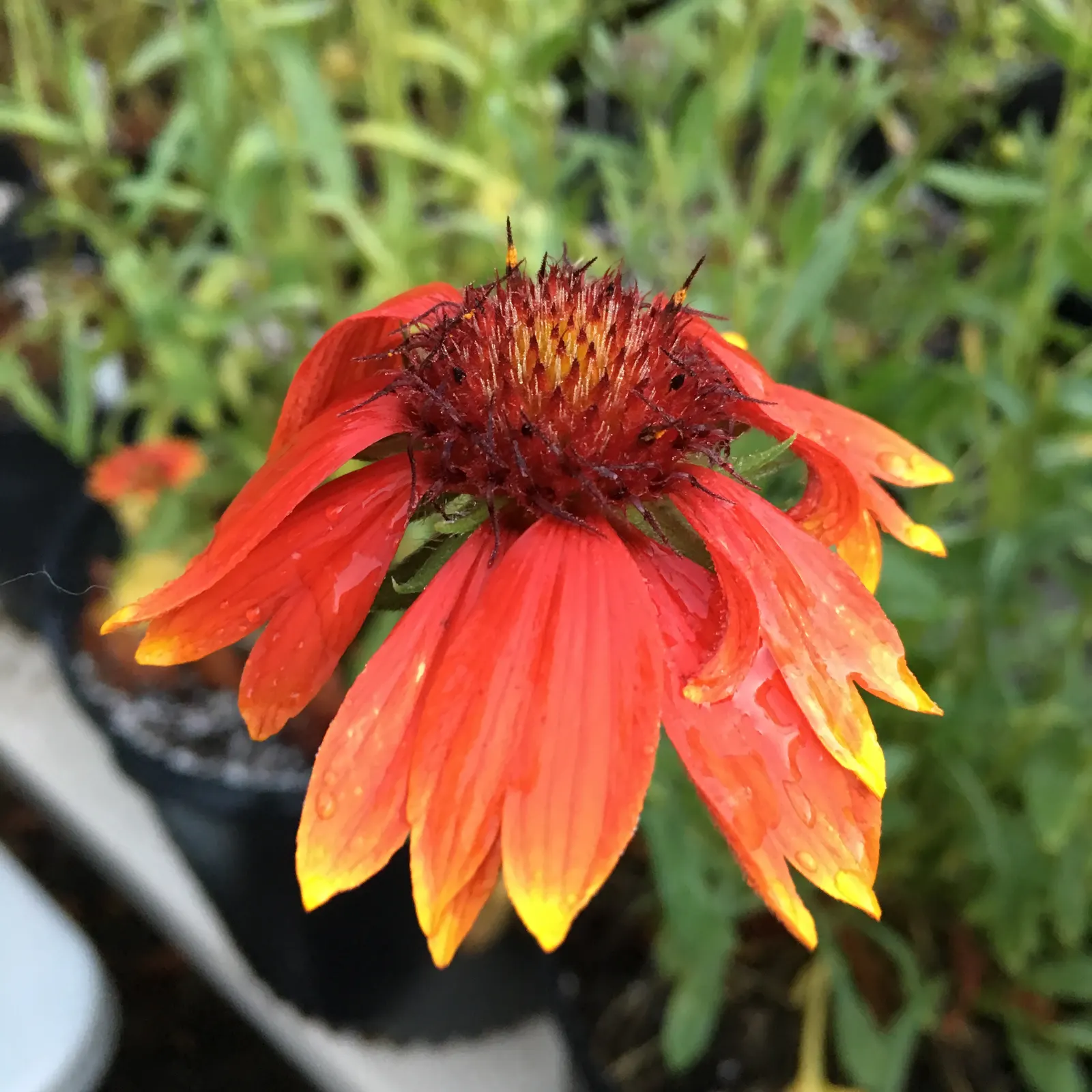 Perennial Blanket Flower (Gaillardia Aristata) — Its showy red and yellow bicolored blooms span 3-4 inches across