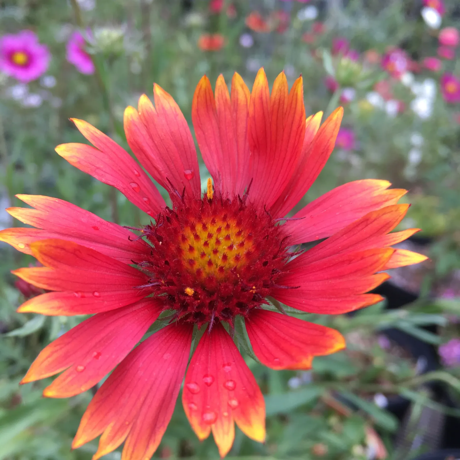 Perennial Blanket Flower (Gaillardia Aristata) — Its showy red and yellow bicolored blooms span 3-4 inches across; and ability to add a splash of, image 47