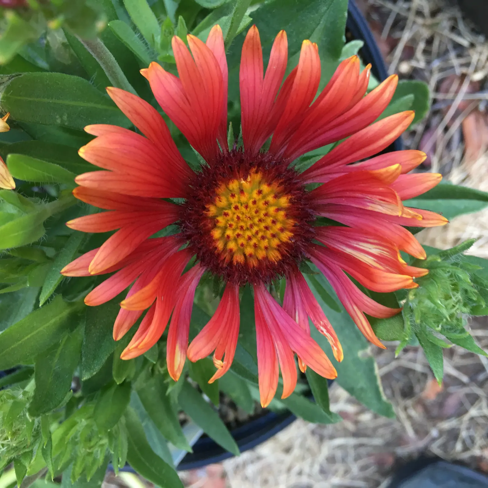 Perennial Blanket Flower (Gaillardia Aristata) — or as a colorful ground cover; showing remarkable drought tolerance once established - which is usually after