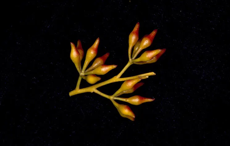 Forman's Mallee Or Eucalyptus (Eucalyptus Formanii) — this evergreen tree sports narrow