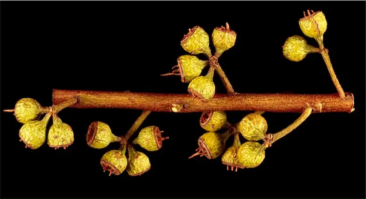 Forman's Mallee Or Eucalyptus (Eucalyptus Formanii) — is a resilient Australian native with attractive
