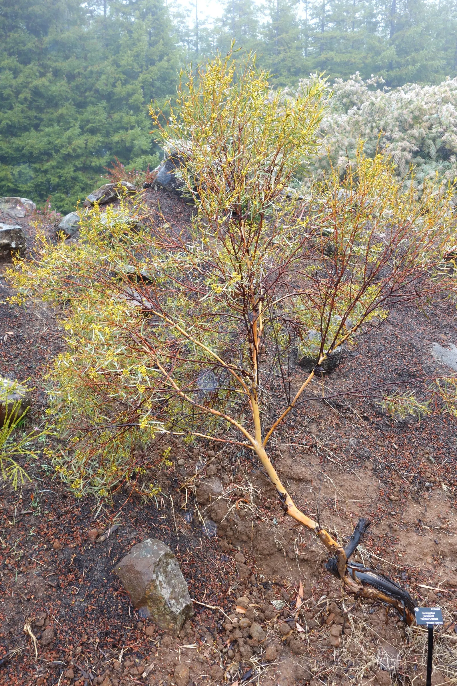 Forman's Mallee Or Eucalyptus (Eucalyptus Formanii) — smooth bark peeling in patches to reveal a mosaic of grays