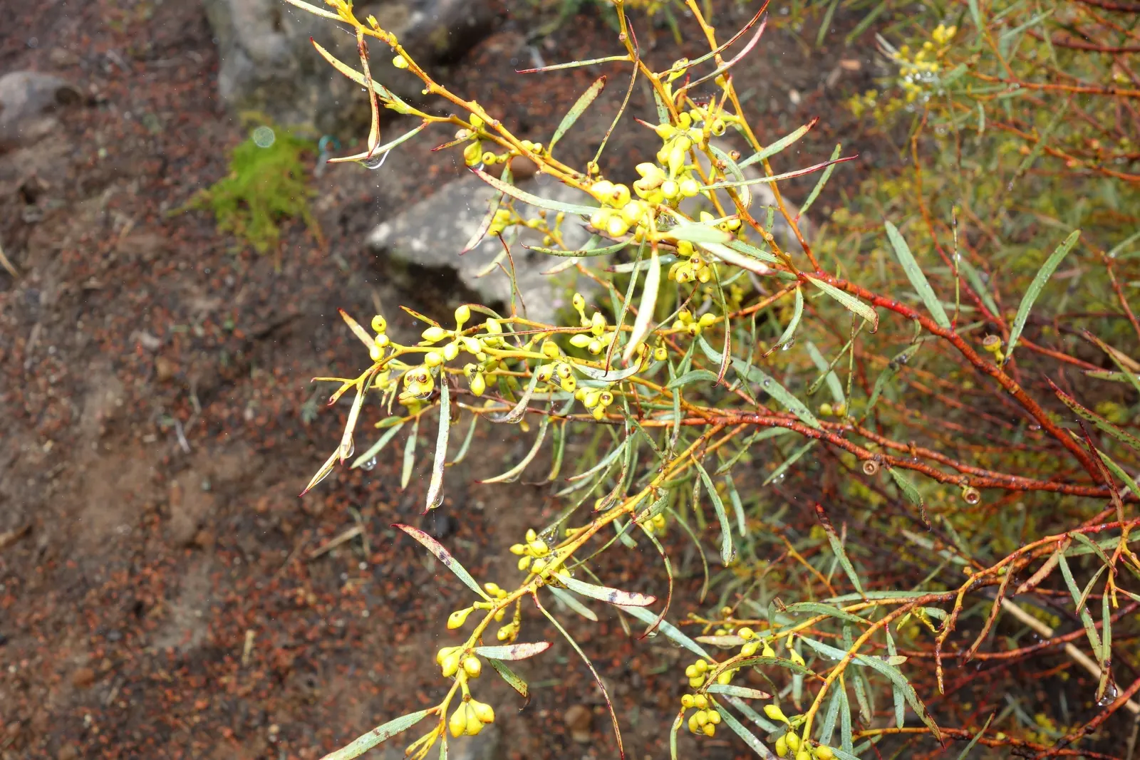 Forman's Mallee Or Eucalyptus (Eucalyptus Formanii) — Typically reaching heights up to 20-30 feet
