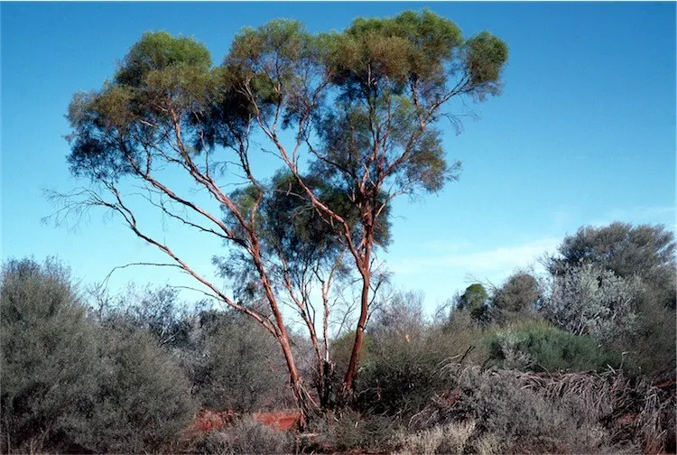 Forman's Mallee Or Eucalyptus (Eucalyptus Formanii) — commonly known as Forman's Mallee
