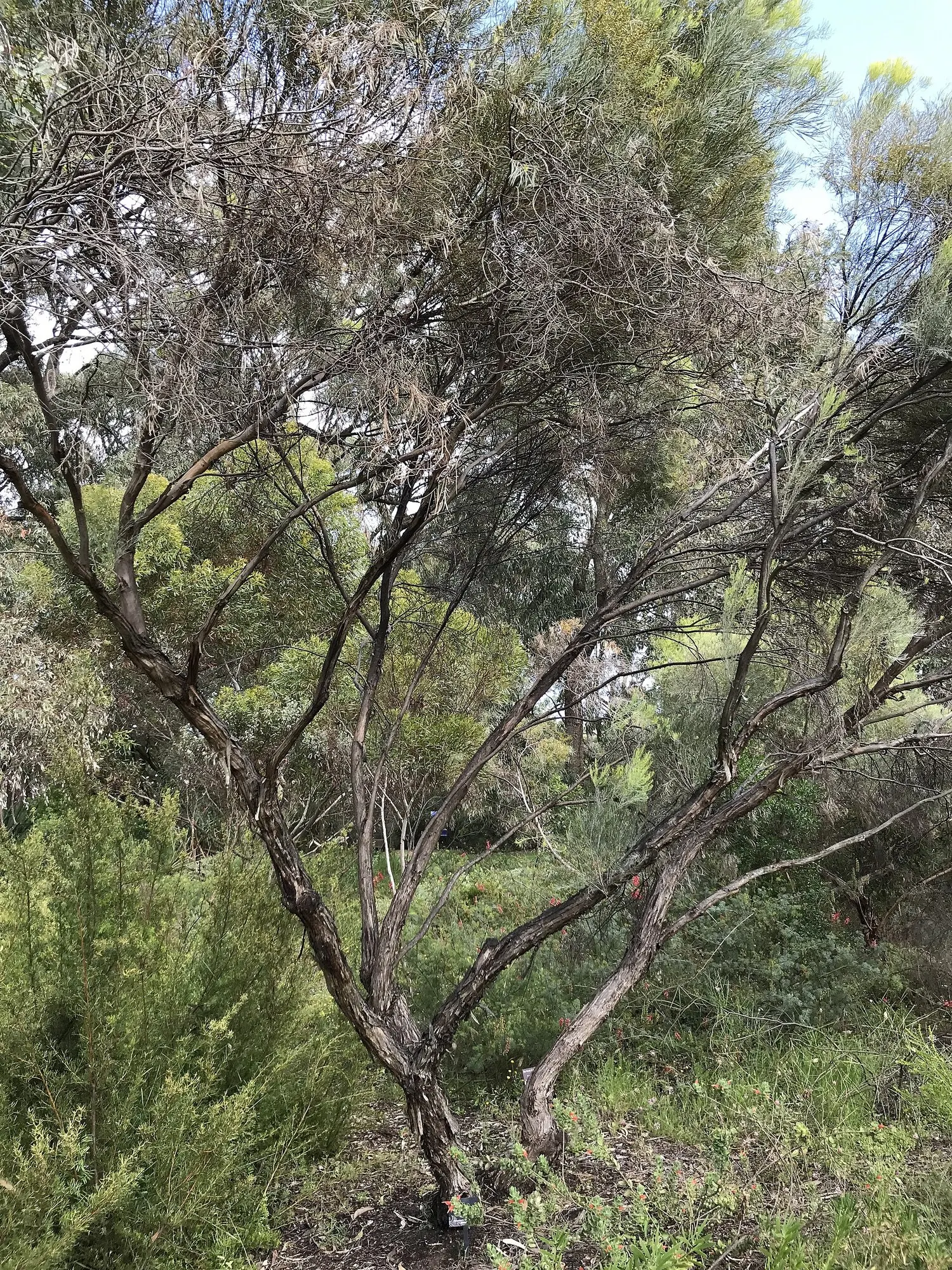 Forman's Mallee Or Eucalyptus (Eucalyptus Formanii) — it thrives in full sun and tolerates drought