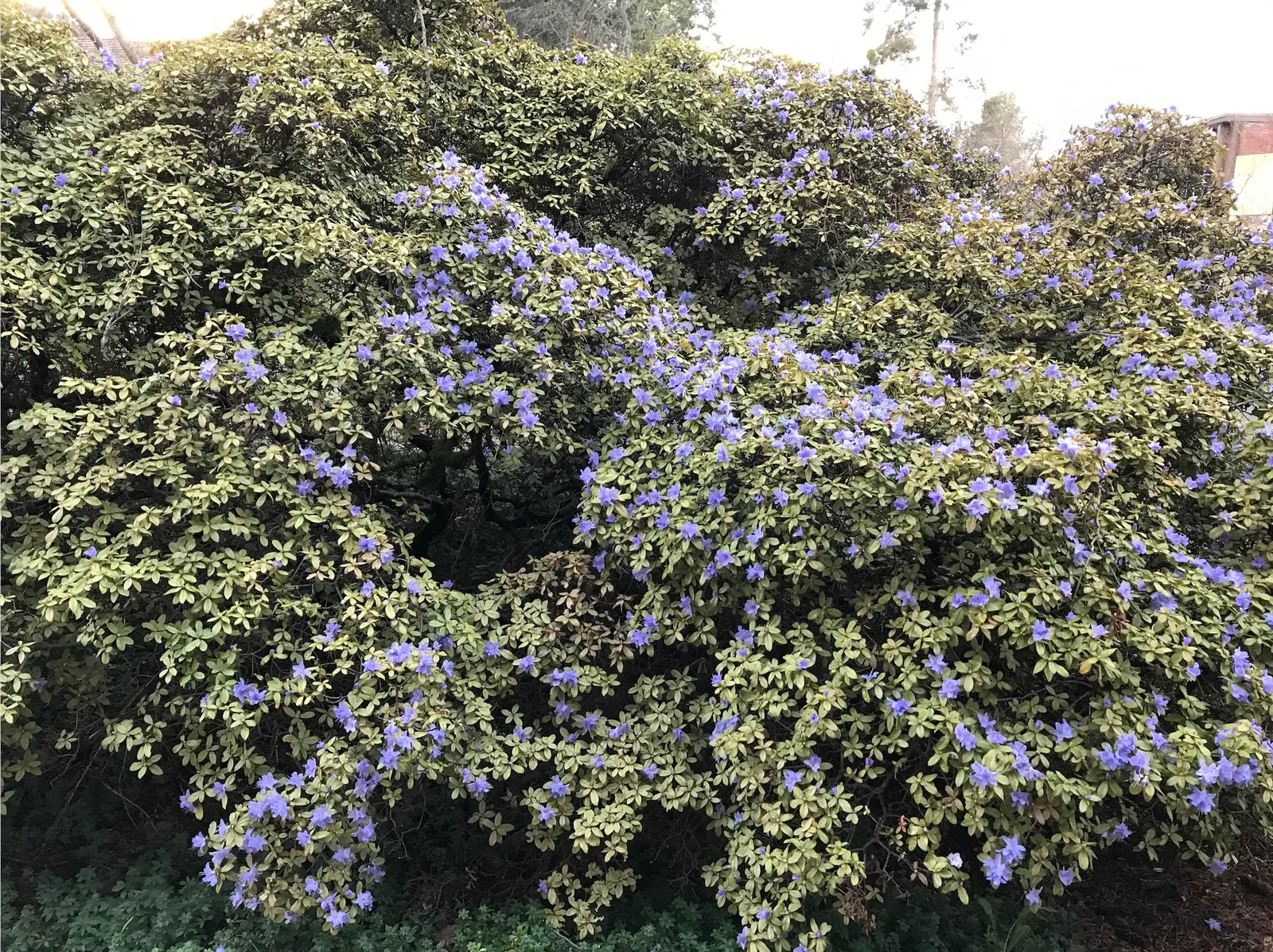 Blue Rhododendron (Rhododendron Augustinii) — blue and lavender flowers in the garden
