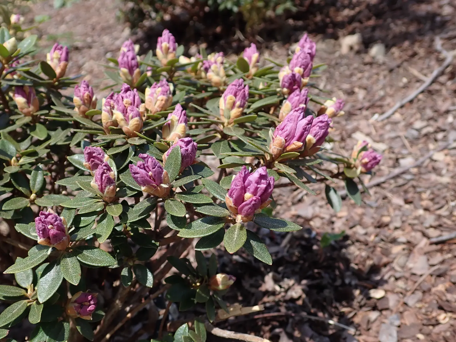 Blue Rhododendron (Rhododendron Augustinii) — the Blue Rhododendron prefers partial shade