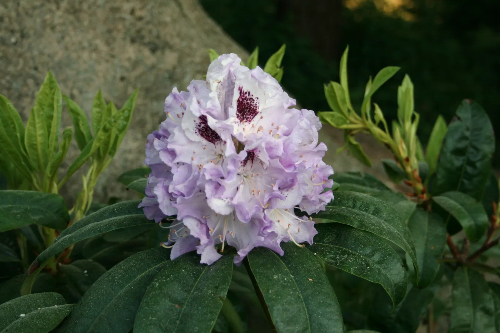 Blue Rhododendron (Rhododendron Augustinii) — shrub with blue and lavender blooms; the Blue Rhododendron prefers partial shade