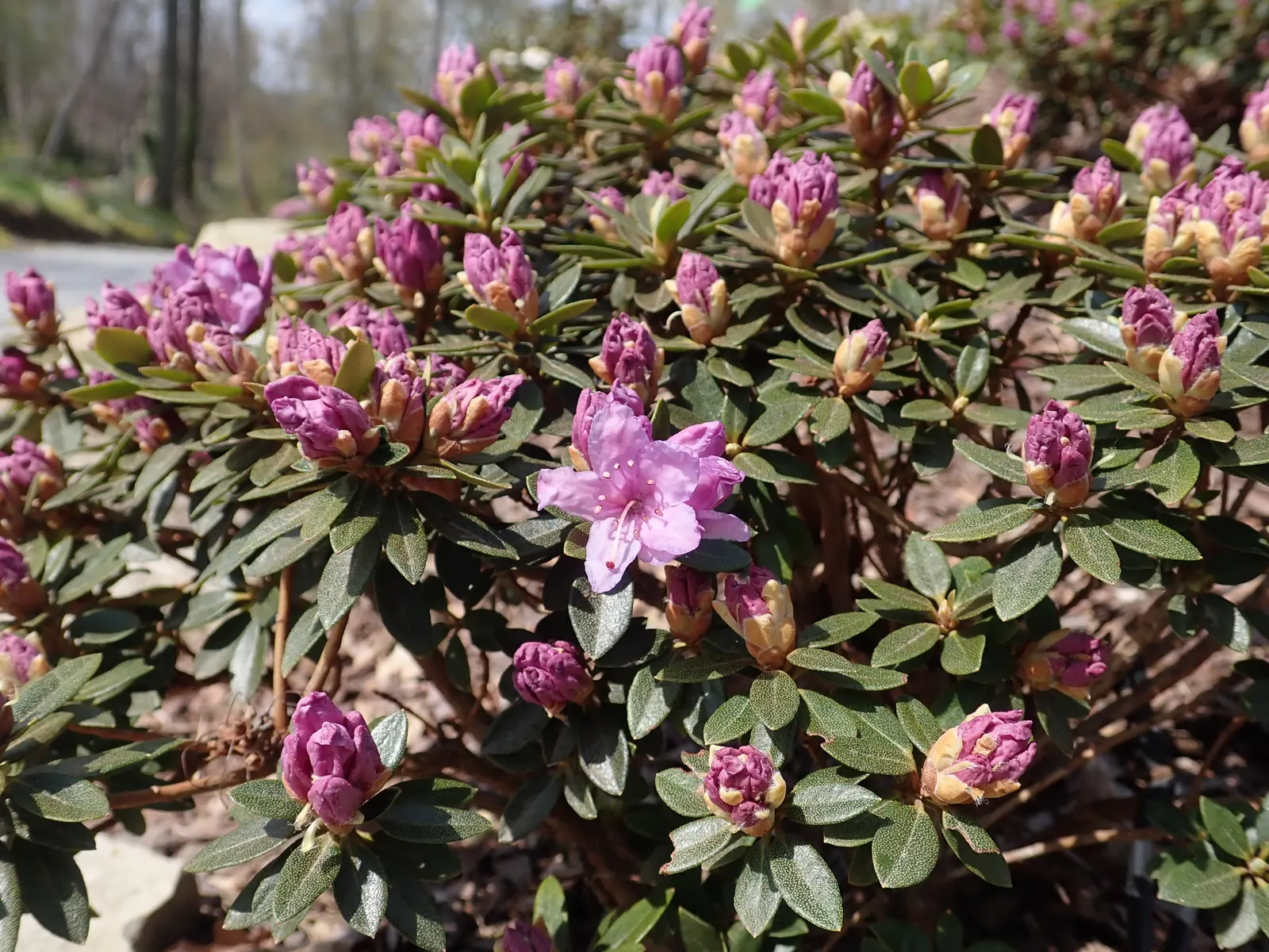 Blue Rhododendron (Rhododendron Augustinii) — Preferring acidic, well-drained soil, this evergreen is hardy in USDA zones 7-9