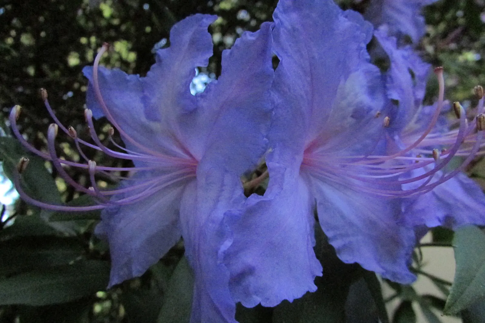 Blue Rhododendron (Rhododendron Augustinii) — Moist, well-drained, acidic soil is crucial to prevent root rot; shrub with blue and lavender blooms
