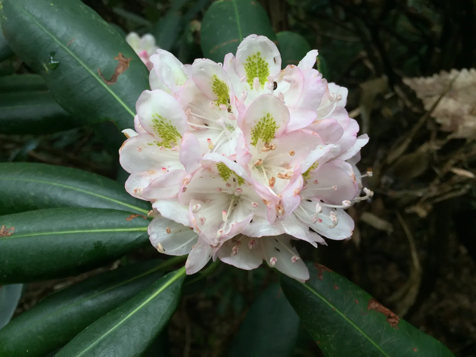 Blue Rhododendron (Rhododendron Augustinii) — with a length of about 2 to 4 inches and a deep; shrub for half or shade