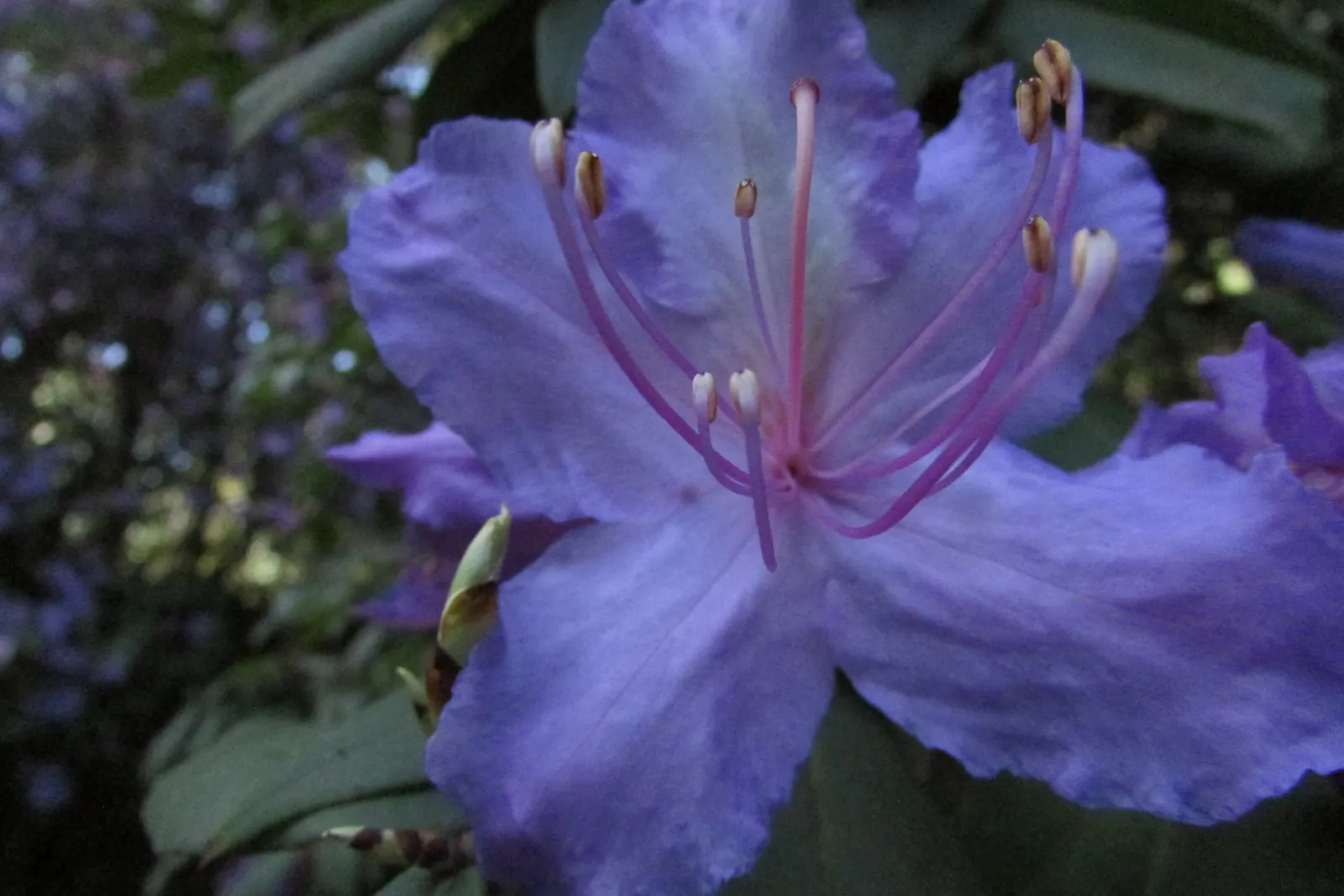Blue Rhododendron (Rhododendron Augustinii) — Thriving in partial shade, it reaches 4-6 feet in height and width; or as a specimen plant.<br><br>One of the