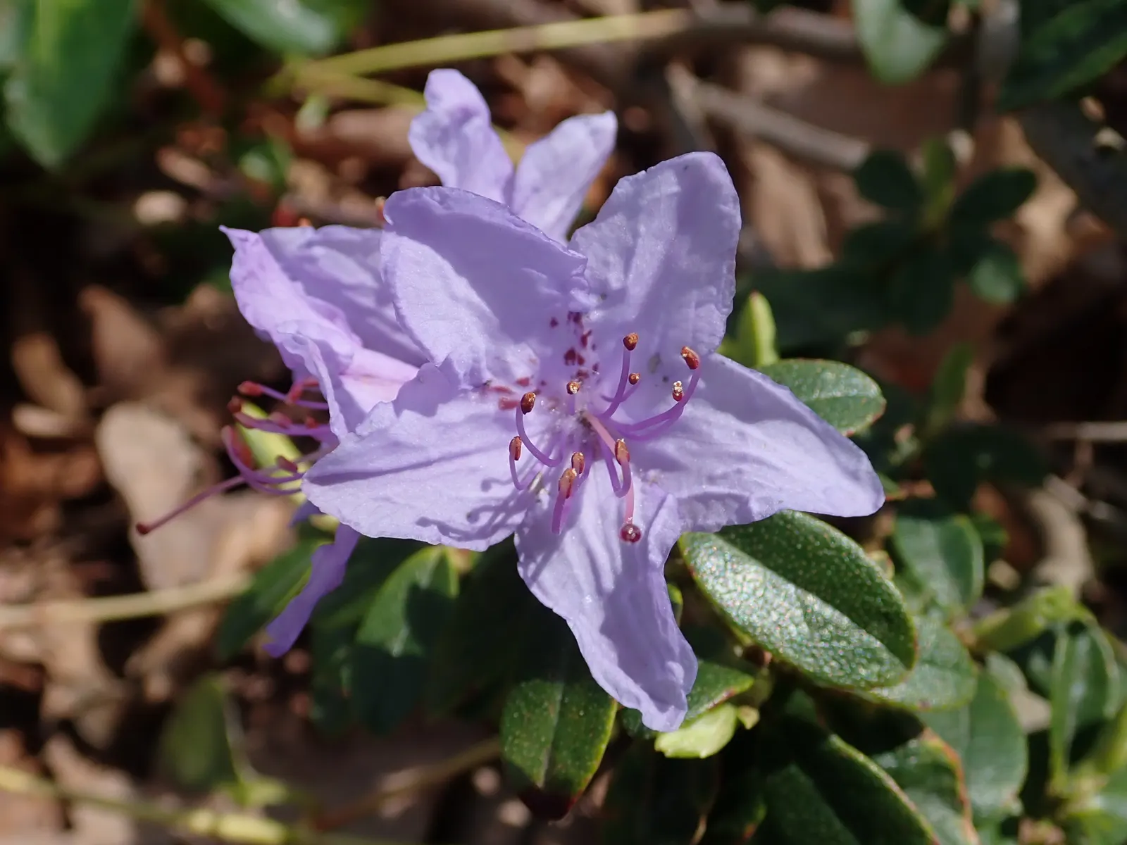 Blue Rhododendron (Rhododendron Augustinii) — setting it apart from other Rhododendron varieties, image 73